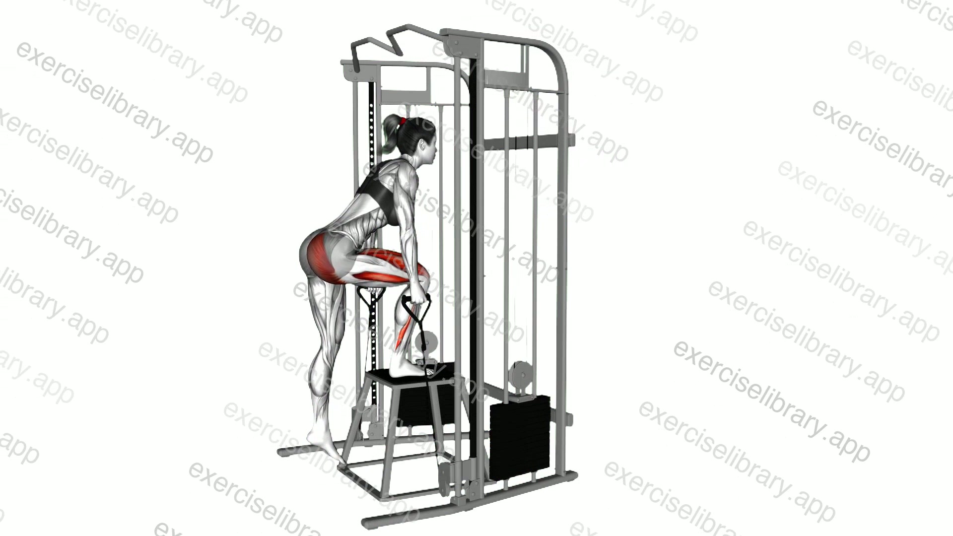 Cable Glute Dominant Step-up demonstration