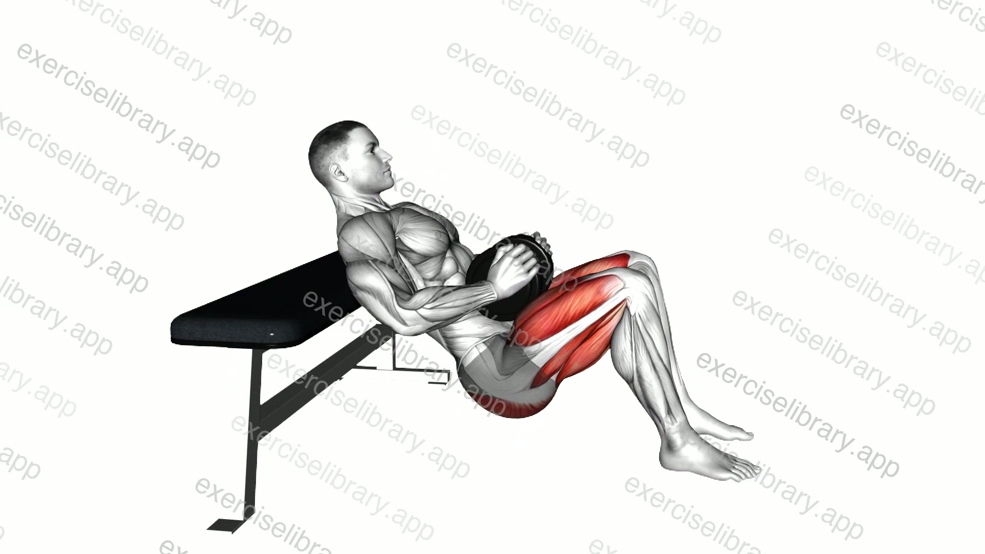 Dumbbell Hip Thrust demonstration