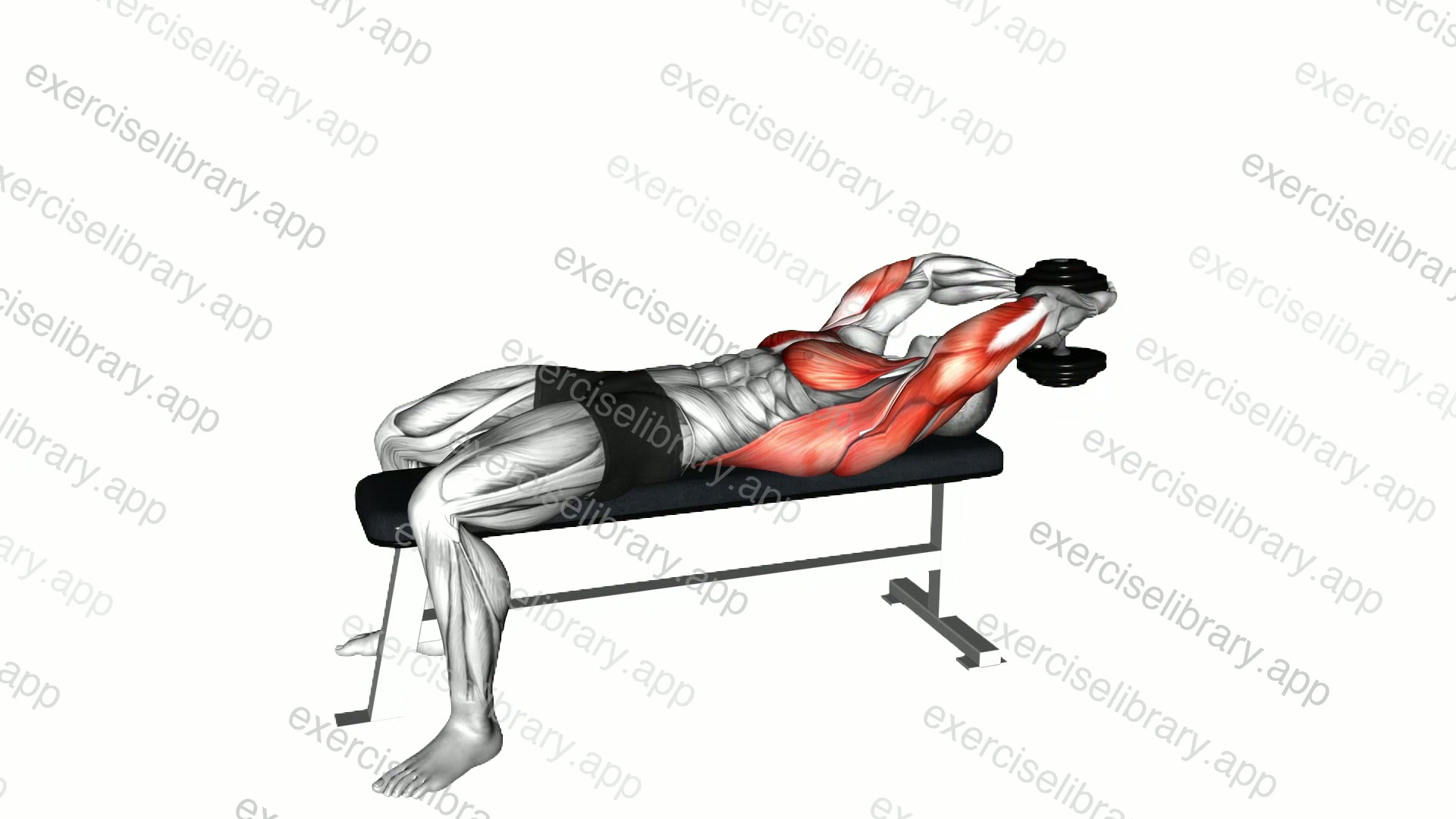Dumbbell Pullover demonstration