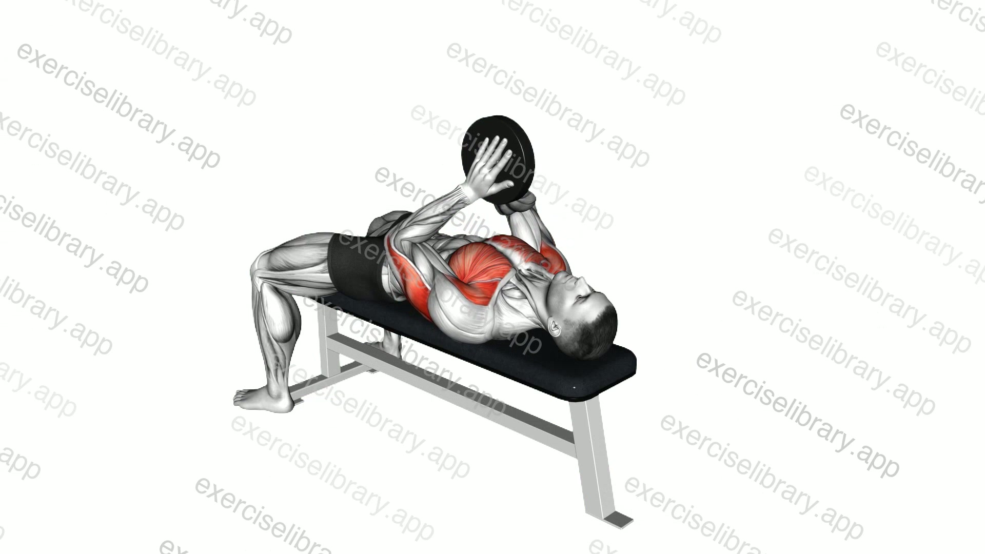 Weighted Svend Bench Press demonstration