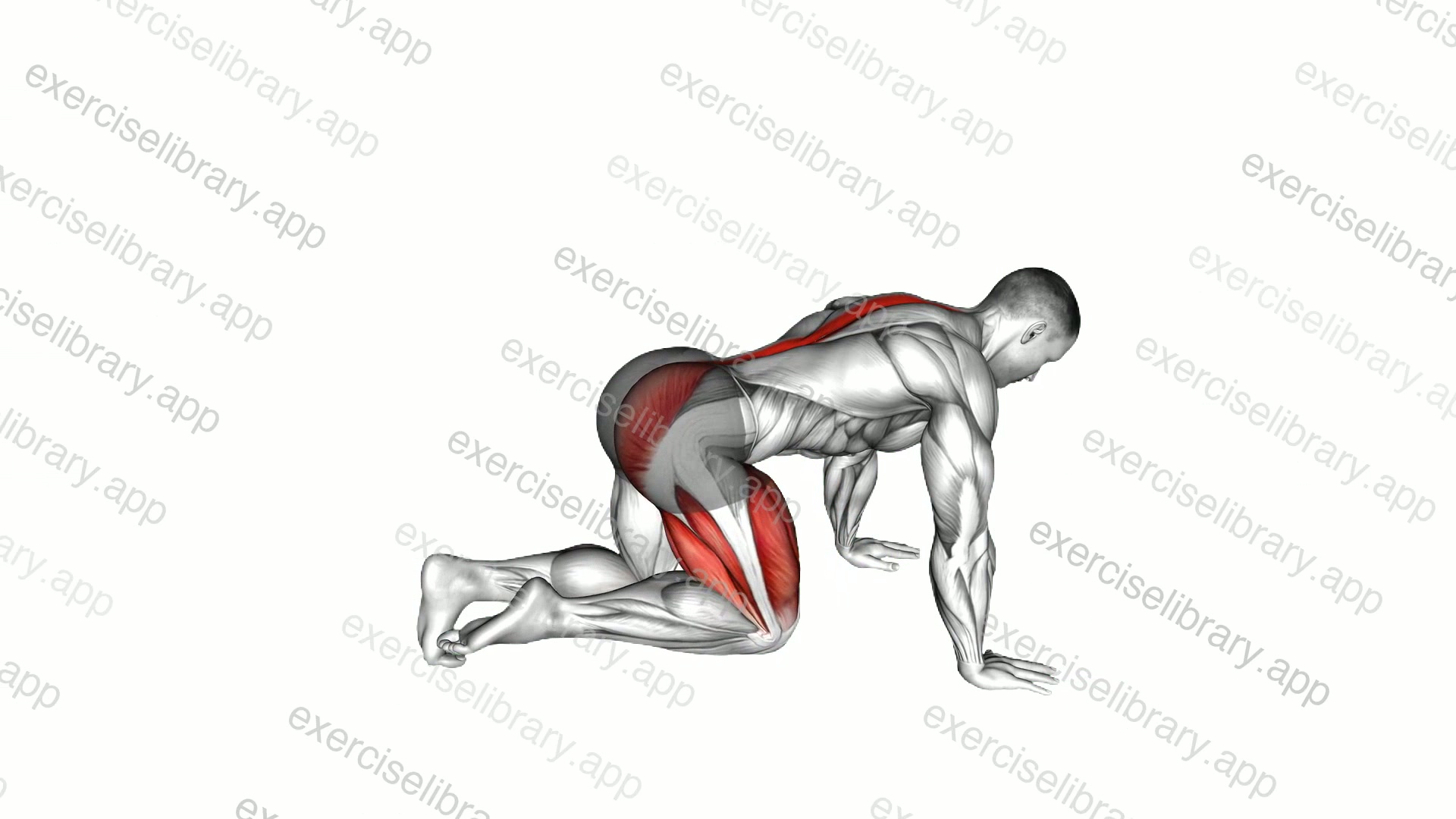 Kneeling Back Leg Lift demonstration