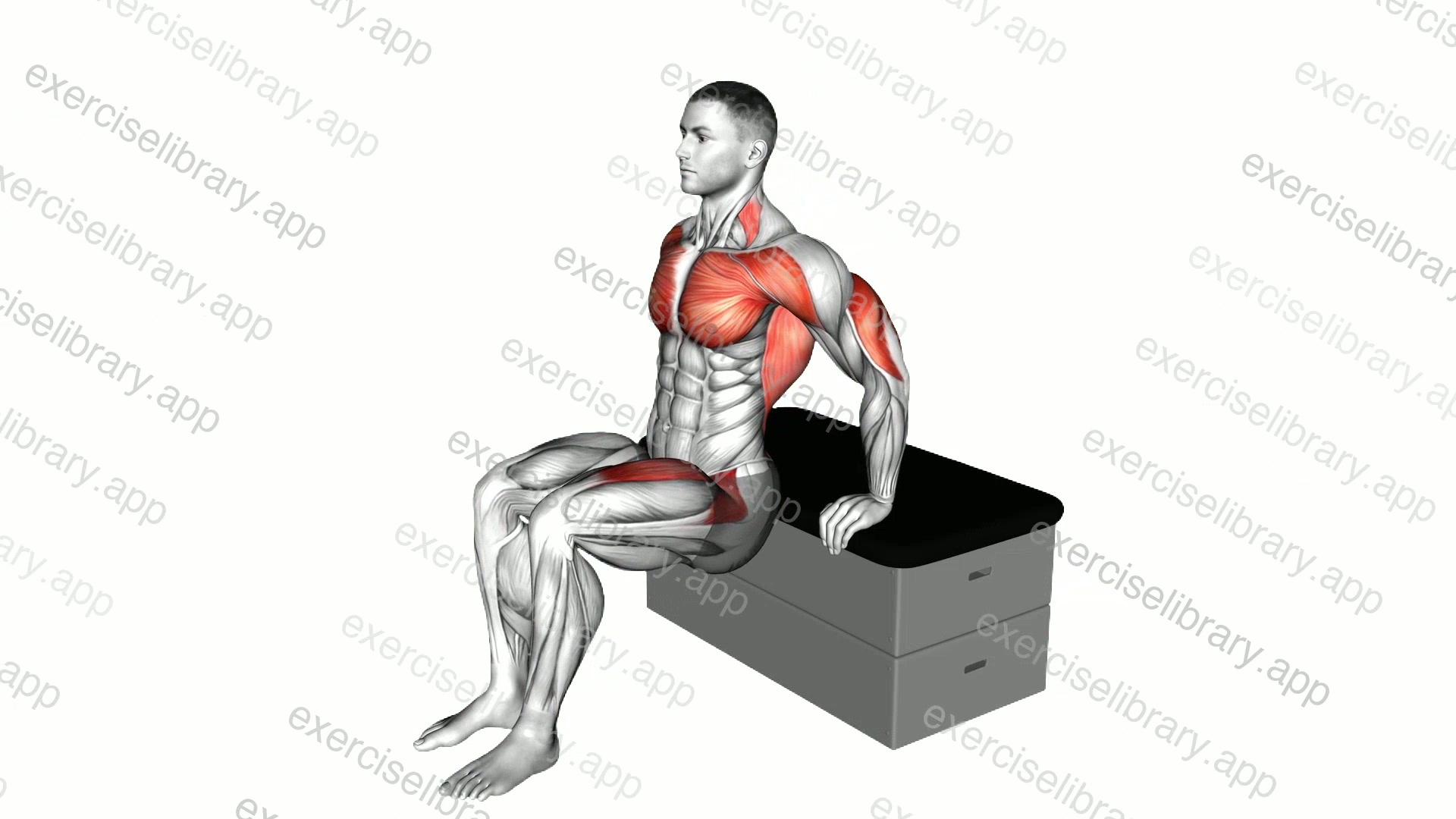 Dip Leg Raise a padded stool Supported demonstration