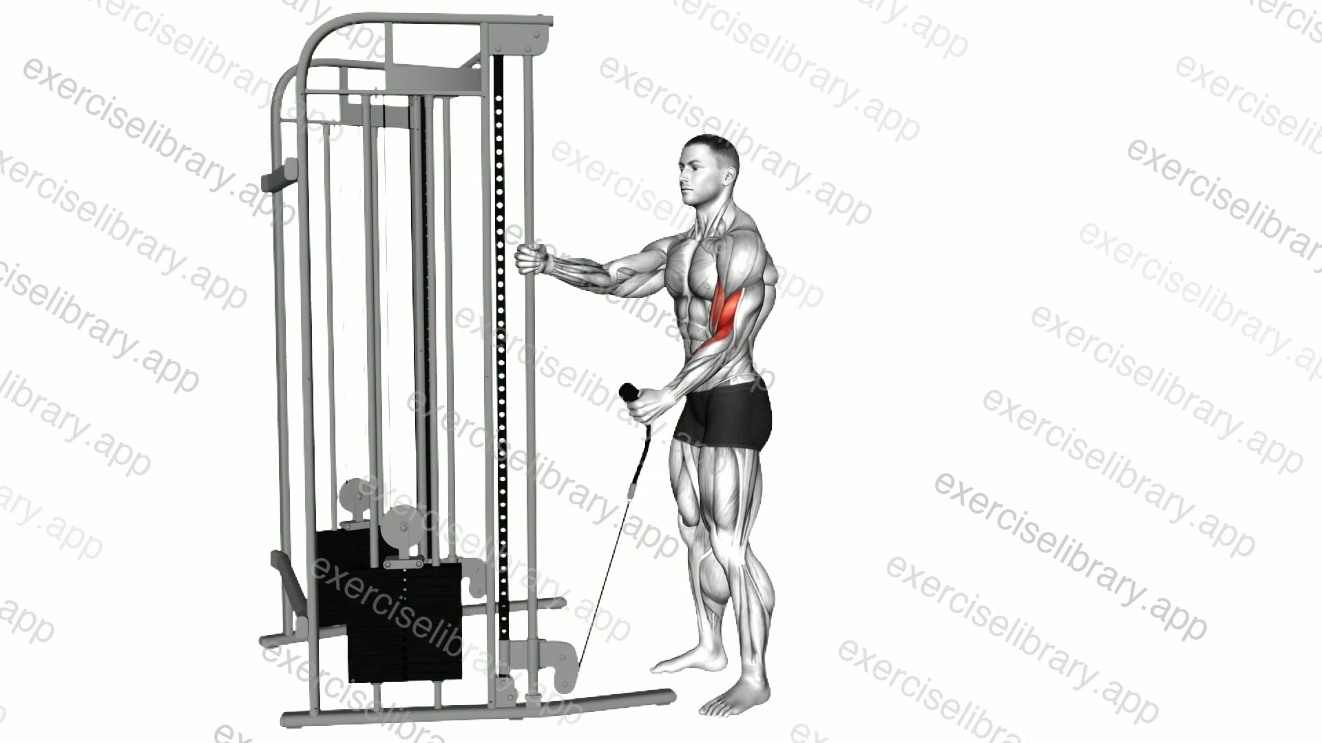 Cable Standing One Arm Hammer Curl with Rope Attachment demonstration