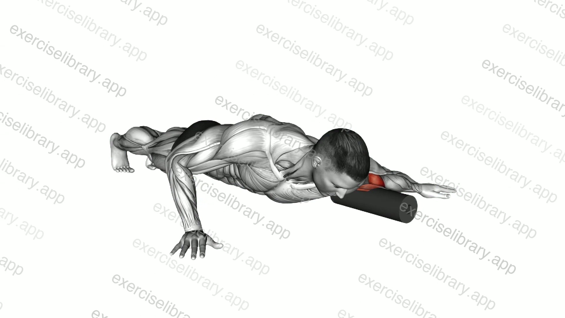 Roll Biceps Lying on Floor demonstration