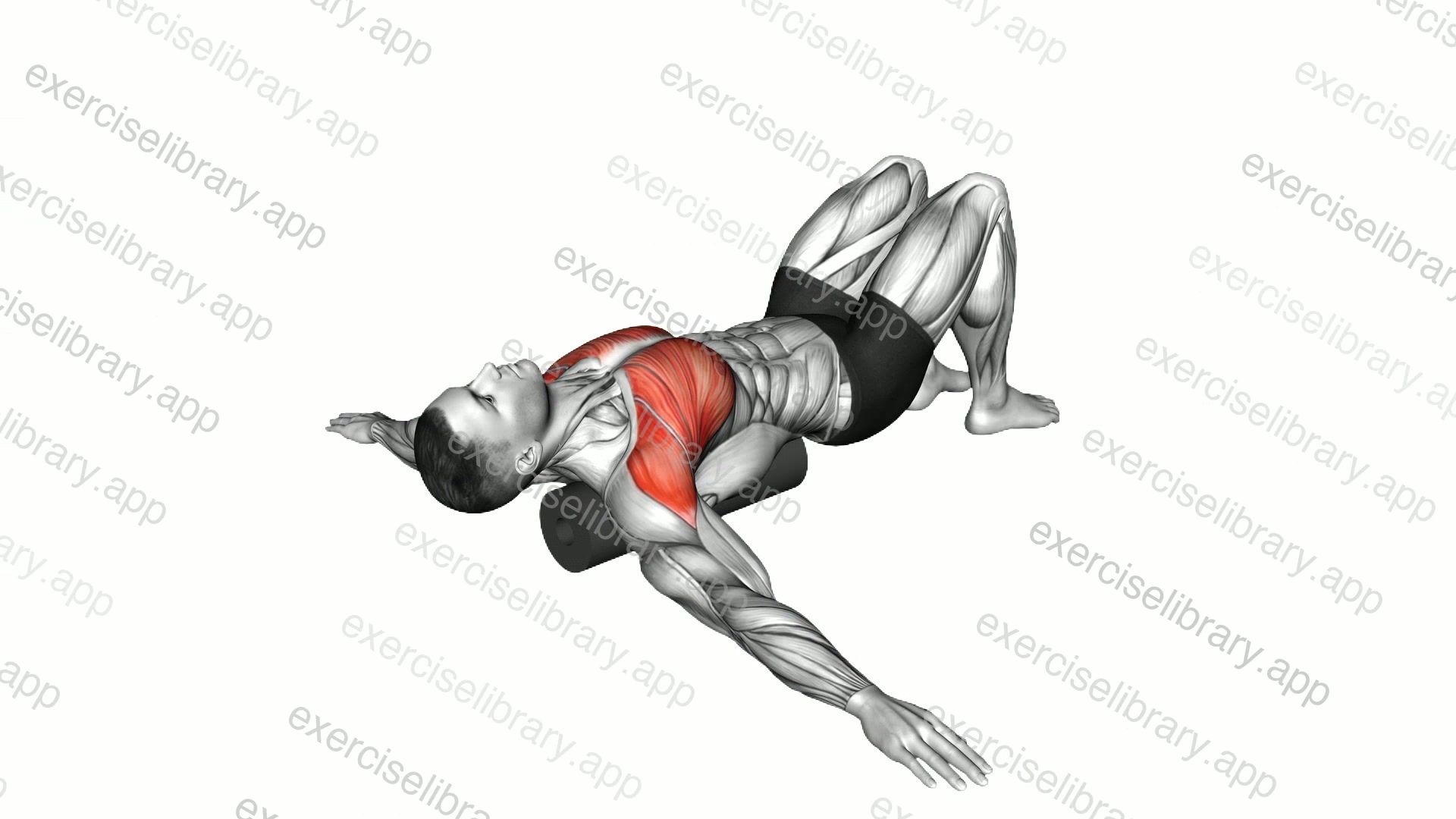 Roll Chest Opener Lying on Floor demonstration