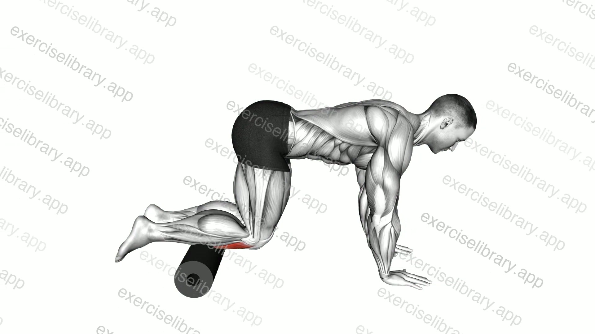 Roll Tibialis Anterior demonstration