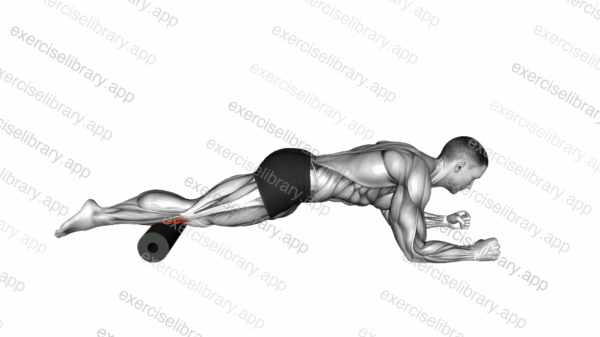 Roll Tibialis Anterior Lying on Floor demonstration
