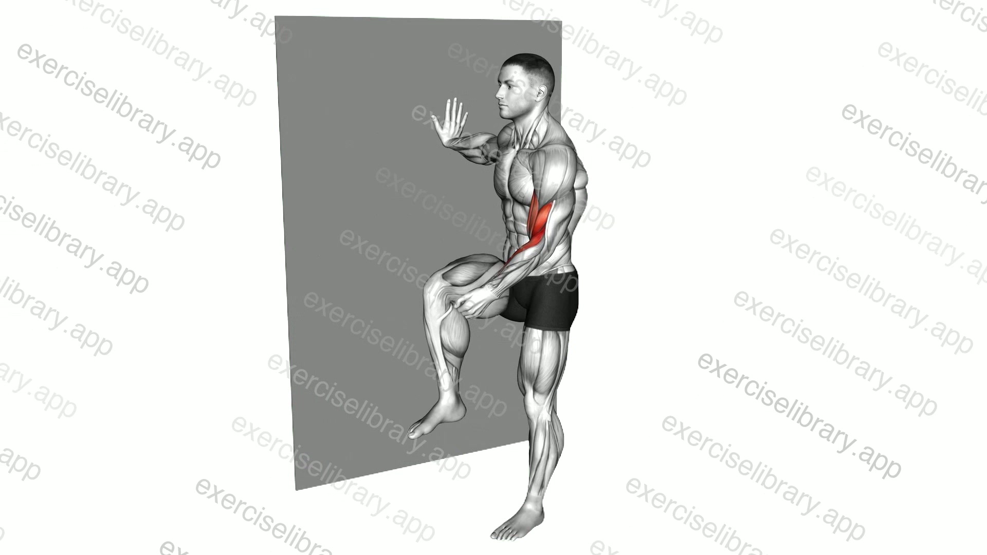 Standing Biceps Curl demonstration