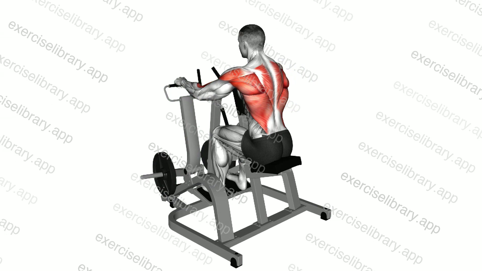 Lever Pronated Grip Seated Row demonstration