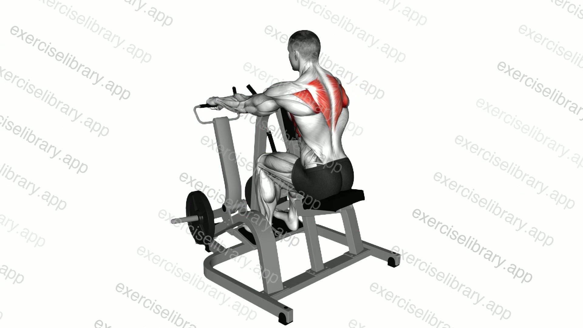 Lever Pronated Grip Seated Scapula Retraction Shrug demonstration
