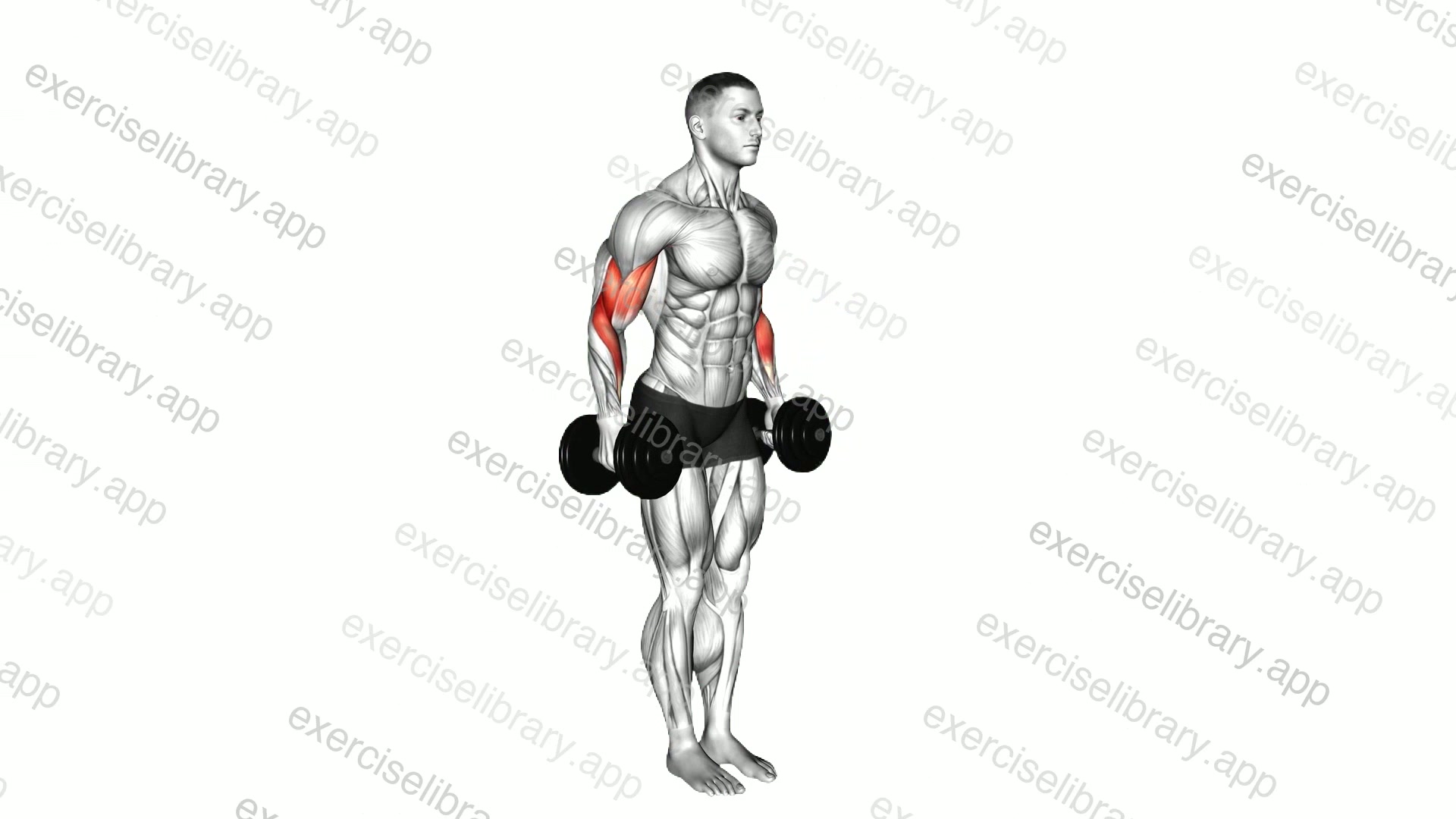 Dumbbell Standing Drag Curl demonstration
