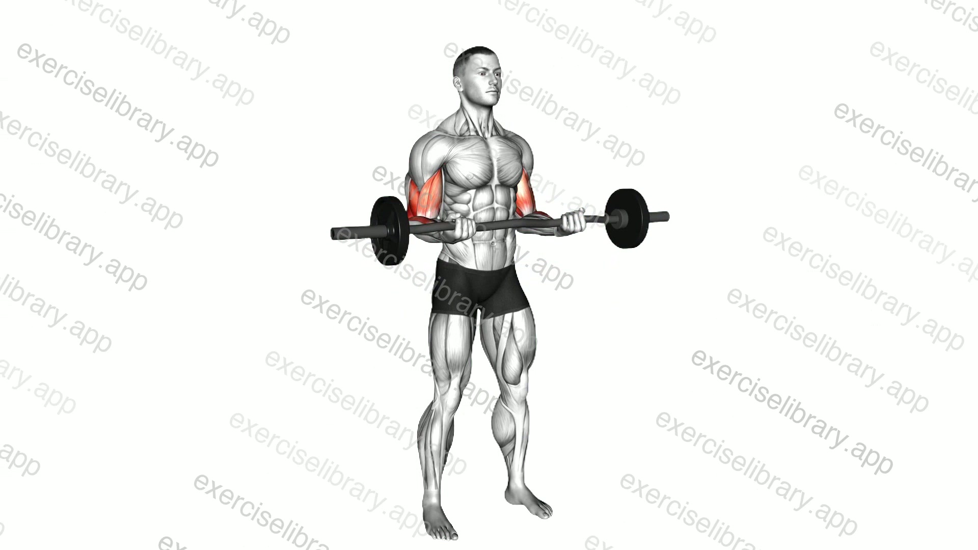 EZ Barbell 21s demonstration