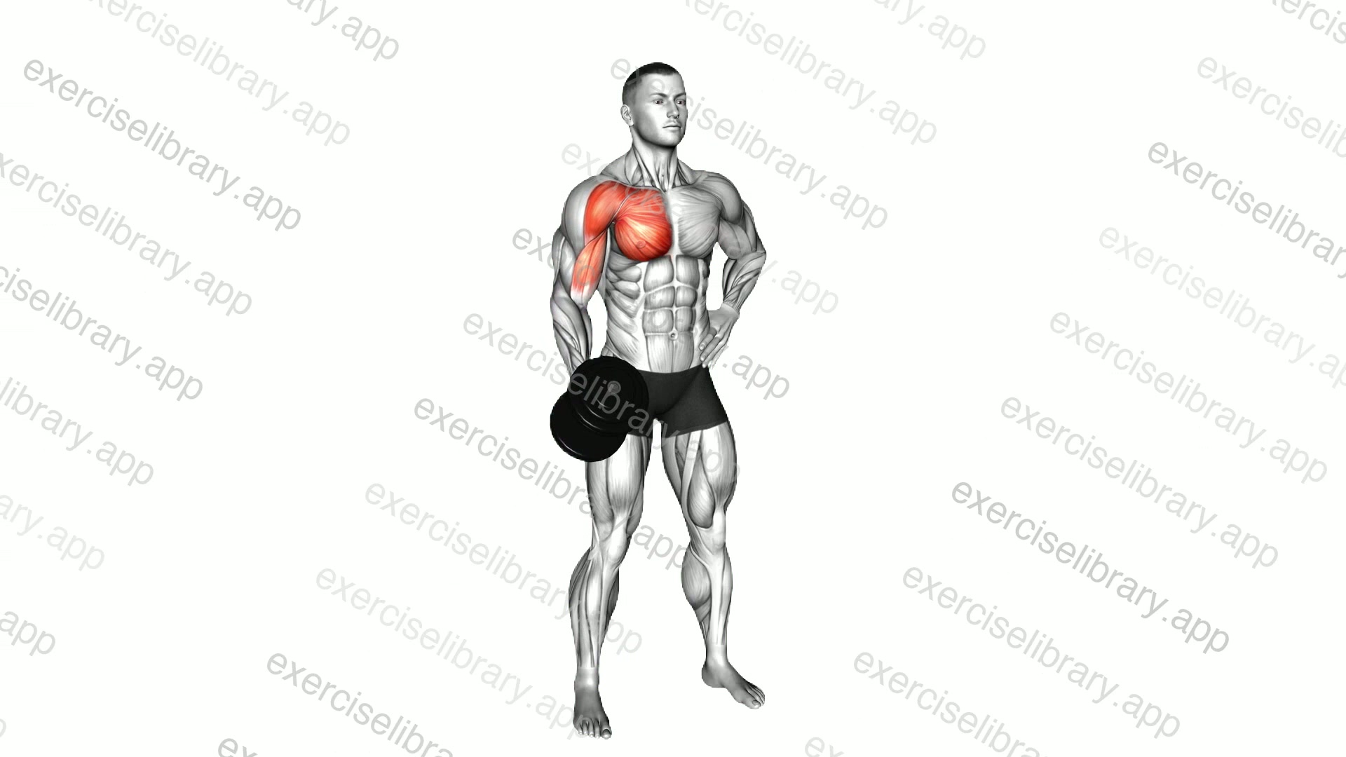 Dumbbell Standing Single Arm Cross Raise demonstration
