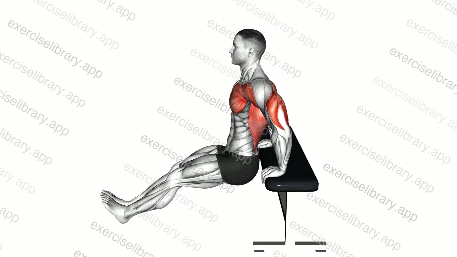 Chest Dip on Bench demonstration