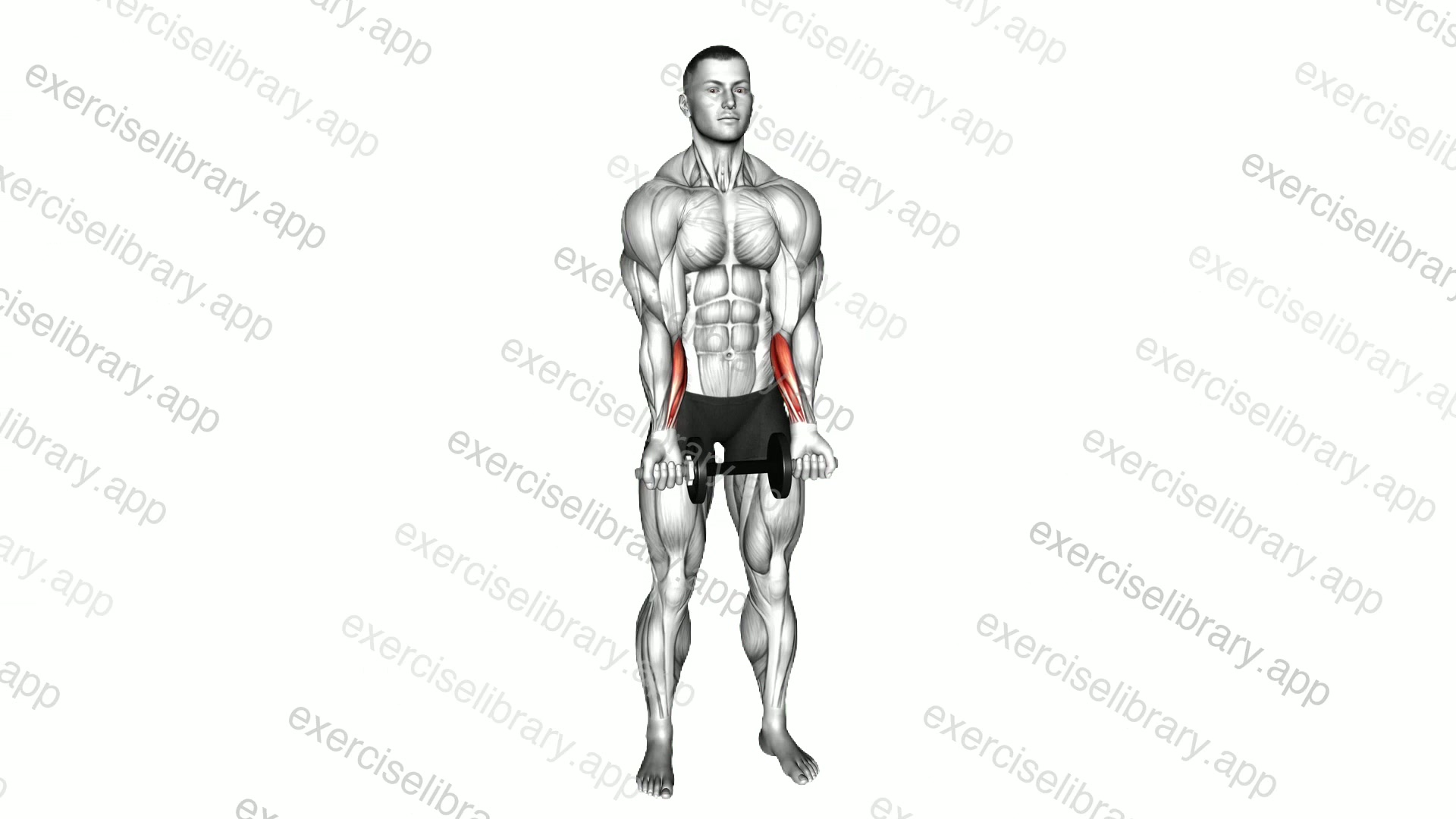 Dumbbell Standing Wrist Curl demonstration