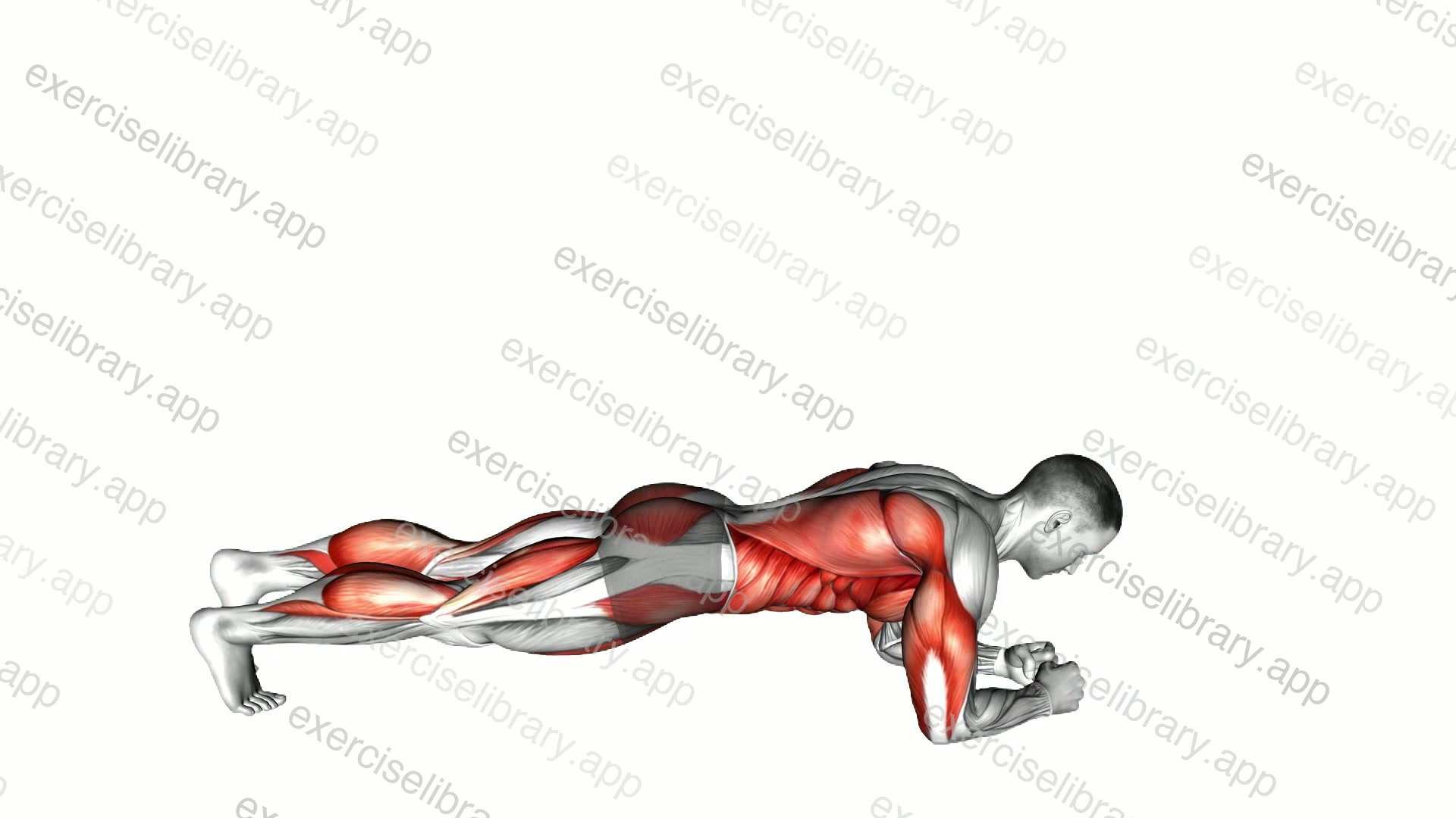 Front Plank with Arm and Leg Lift demonstration