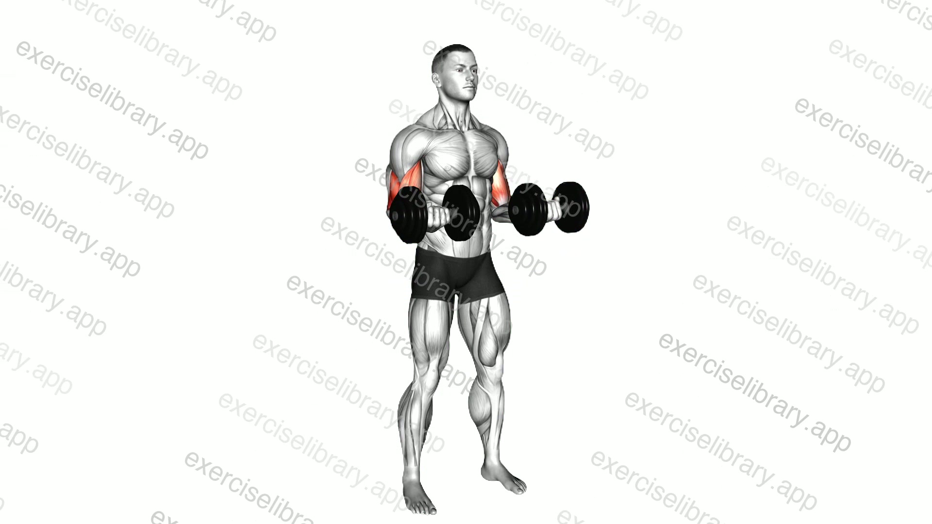 Dumbbell 21s demonstration