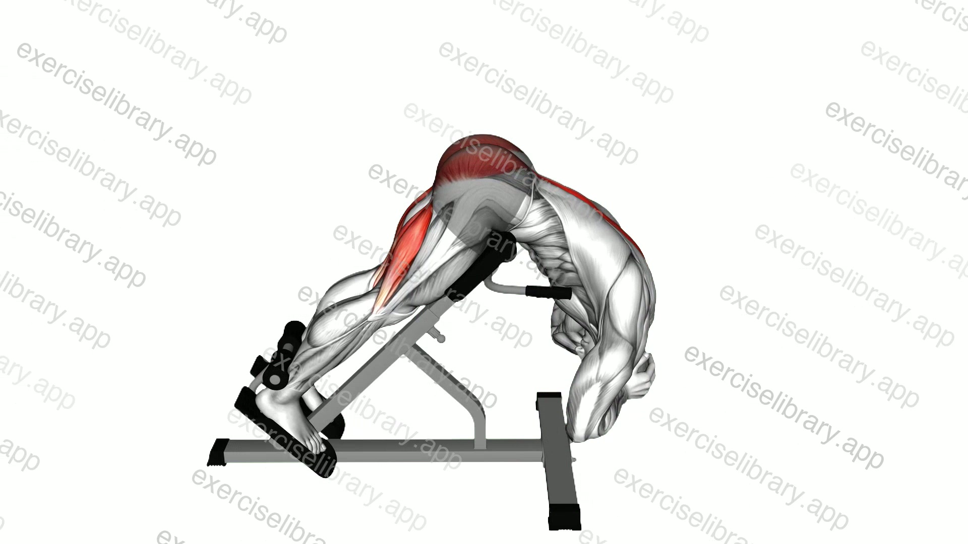 Rounded Back Extension demonstration