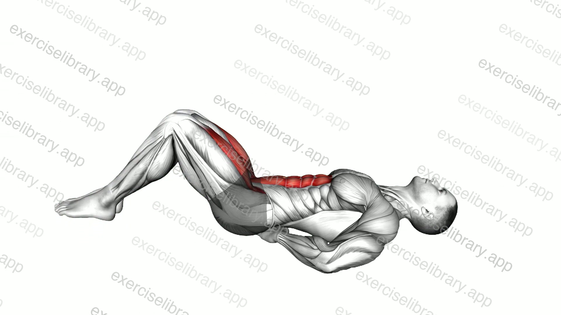 Lying Bent Legs Raise demonstration