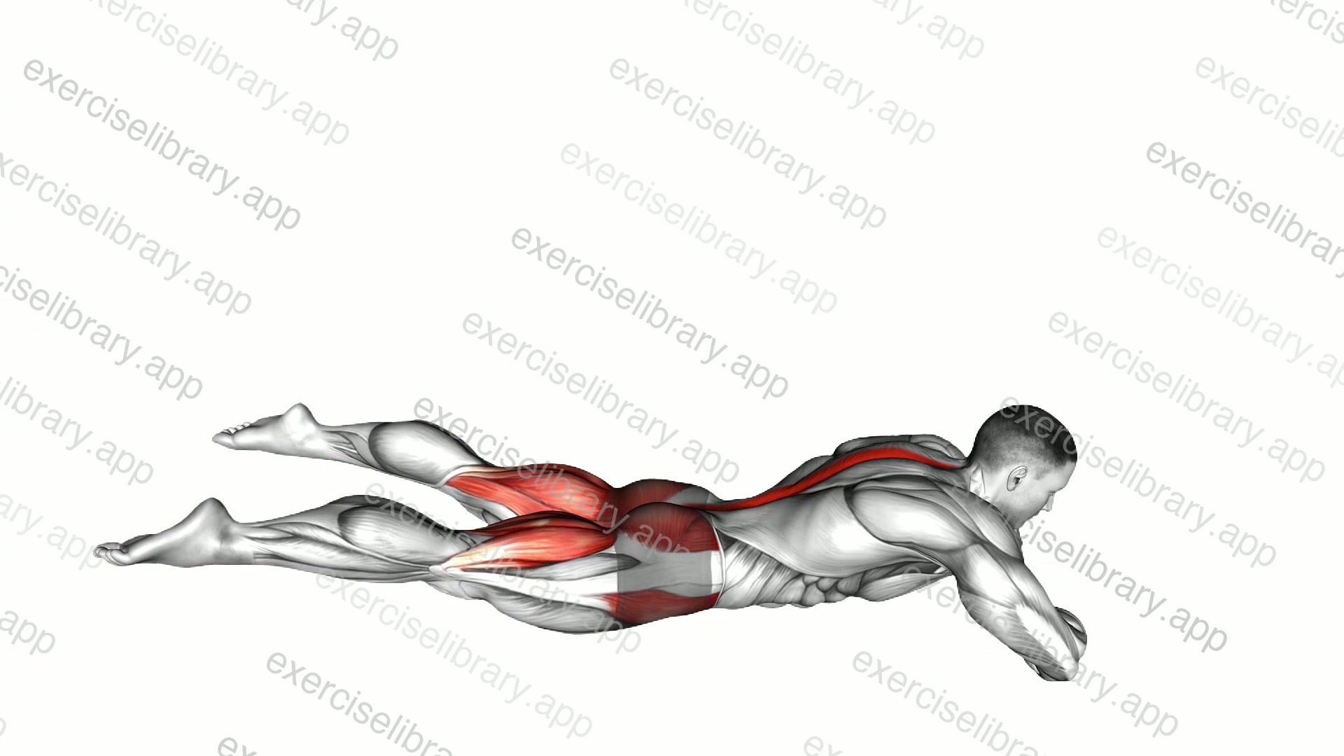 Frog Reverse Hyperextension Tap on Floor demonstration