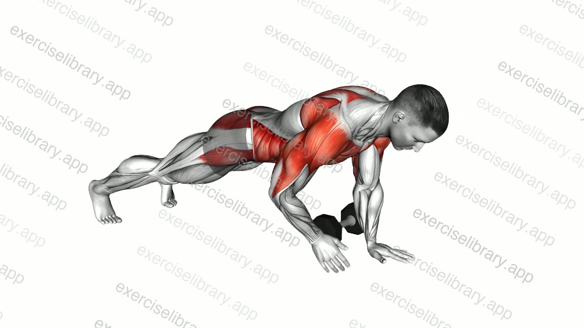 Dumbbell Plank Pass Through demonstration