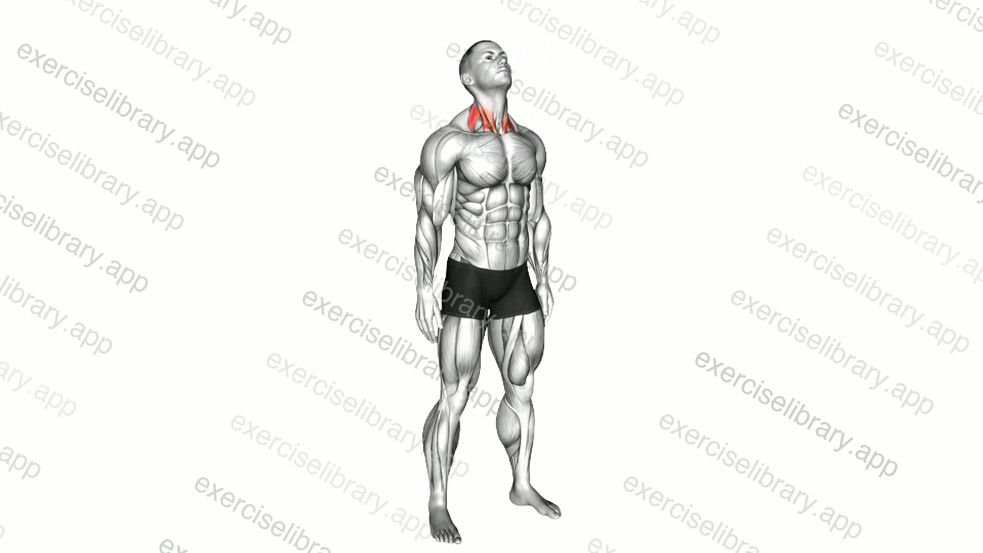 Backward Forward Turn to Side Neck Stretch demonstration