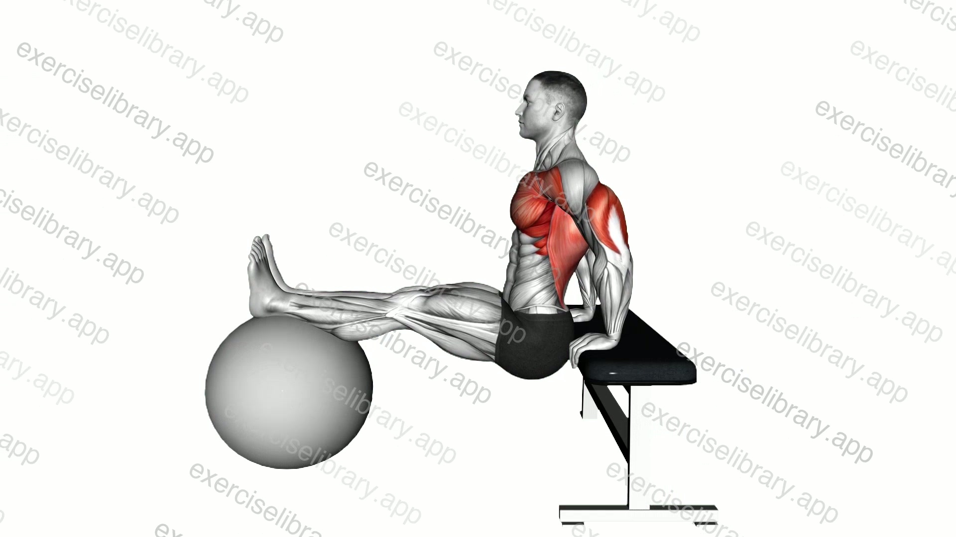 Bench Dip on Stability Ball demonstration