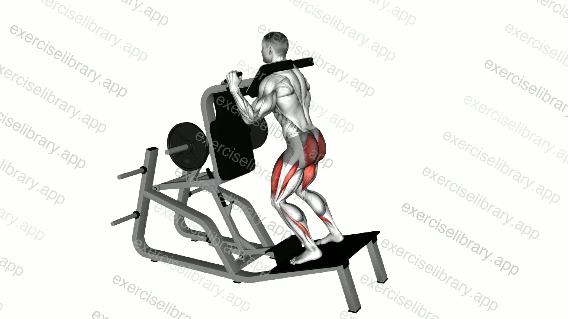 Lever Reverse Vertical Hack Squat demonstration