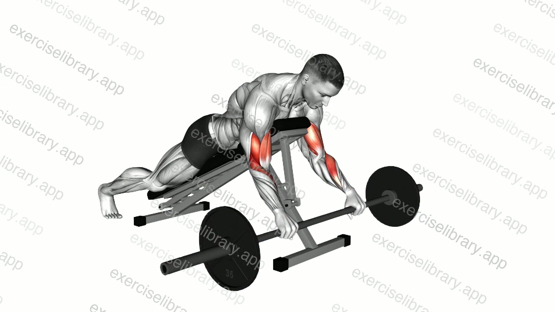 Barbell Reverse Spider Curl demonstration