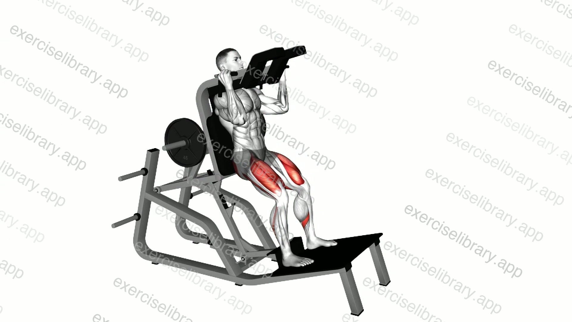 Lever Vertical Squat demonstration