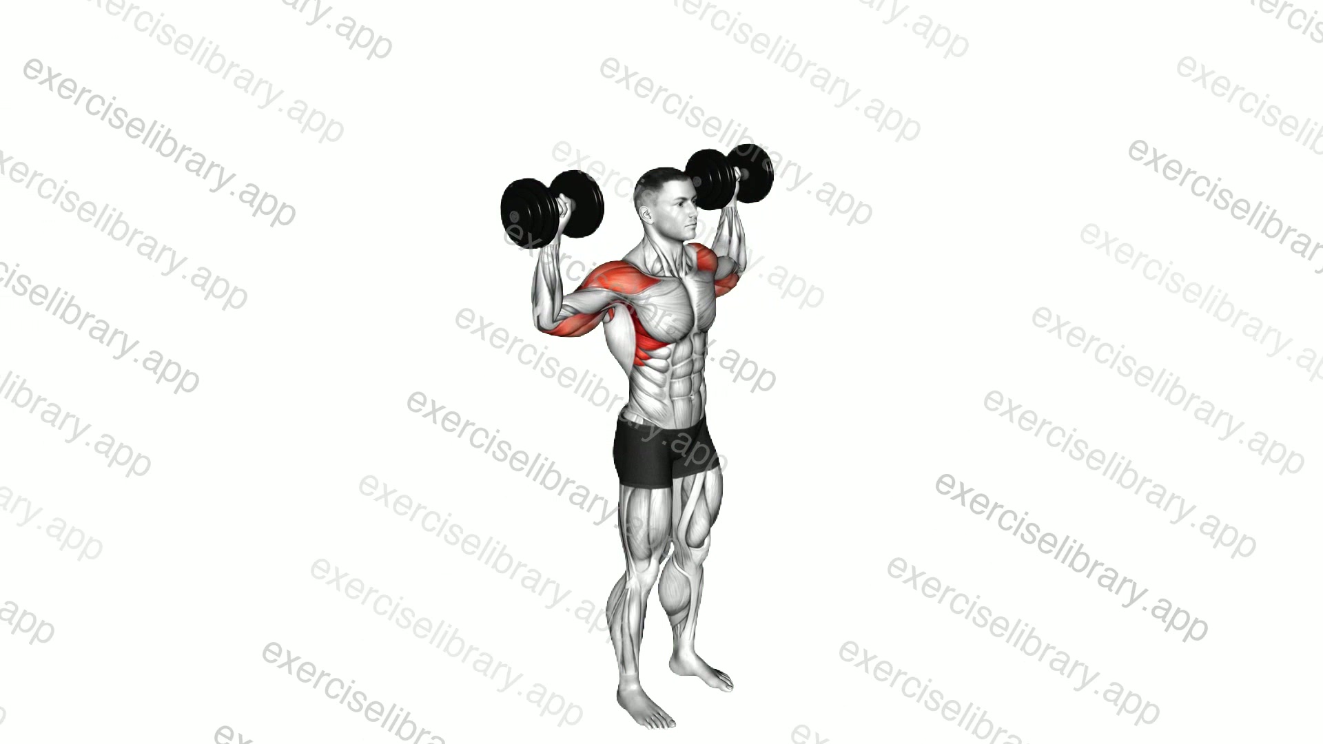 Dumbbell Standing Behind Back Shoulders Press demonstration