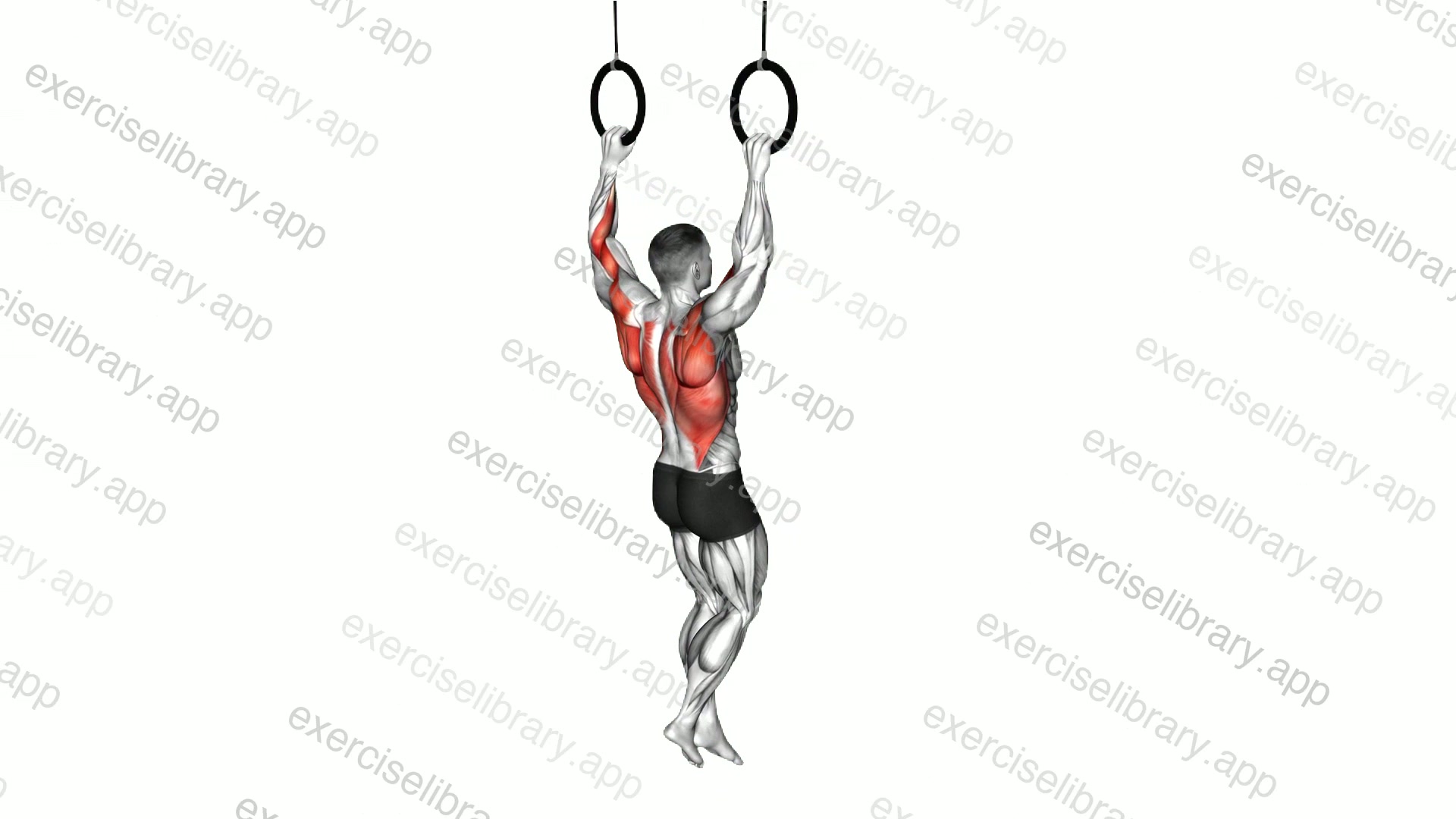 Ring Pull-up demonstration