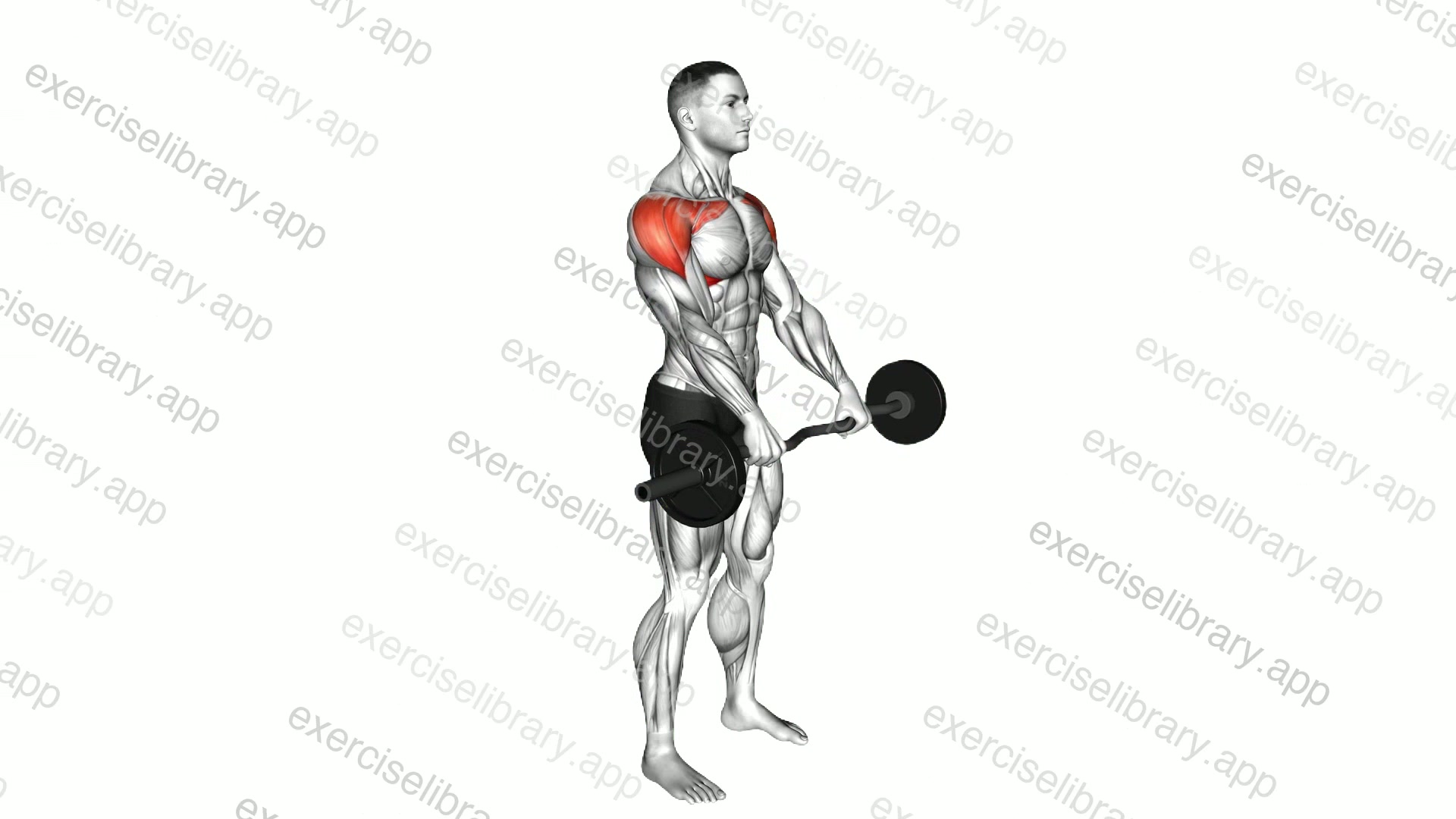 EZ Bar Standing Front Raise demonstration