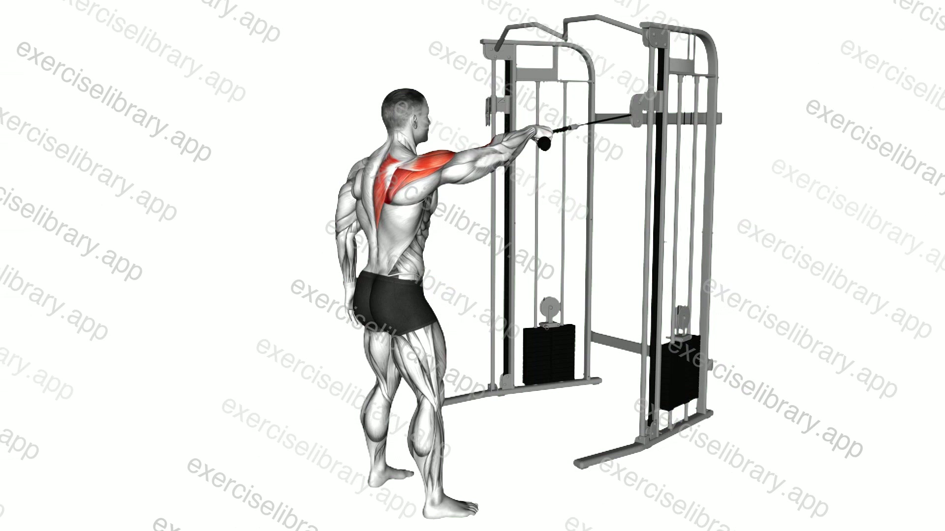 Cable Standing One Arm Face Pull demonstration