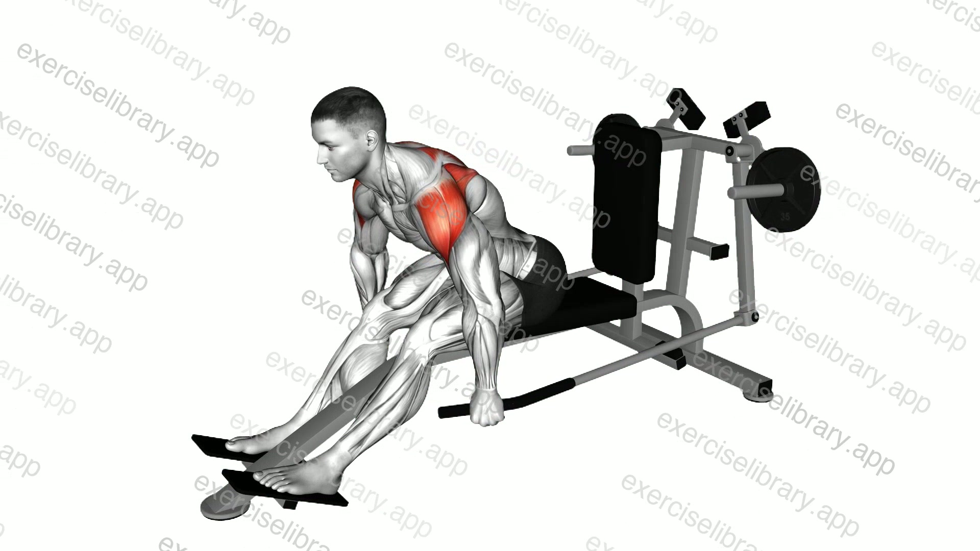 Lever Seated Bent Over Rear Delt Fly demonstration