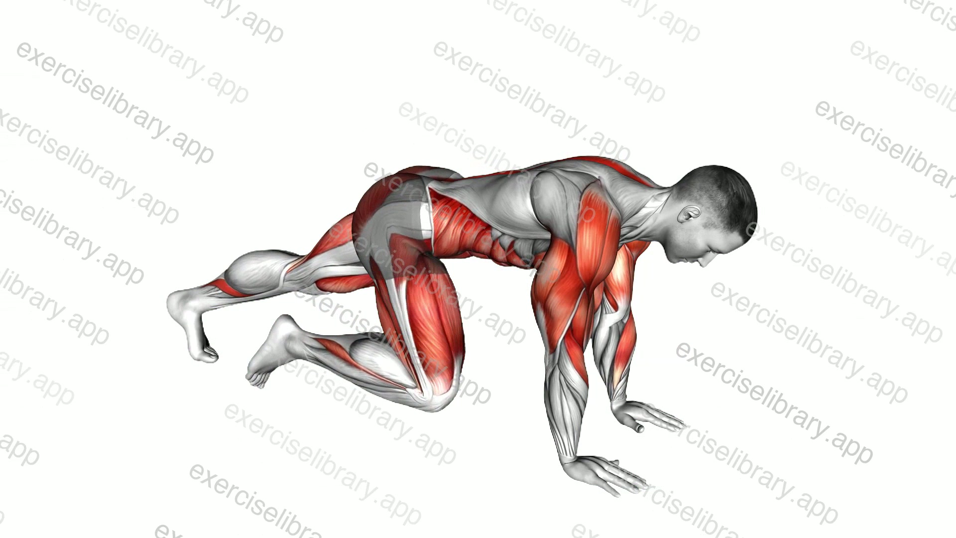 Mountain Climbers Shoulder Tap demonstration