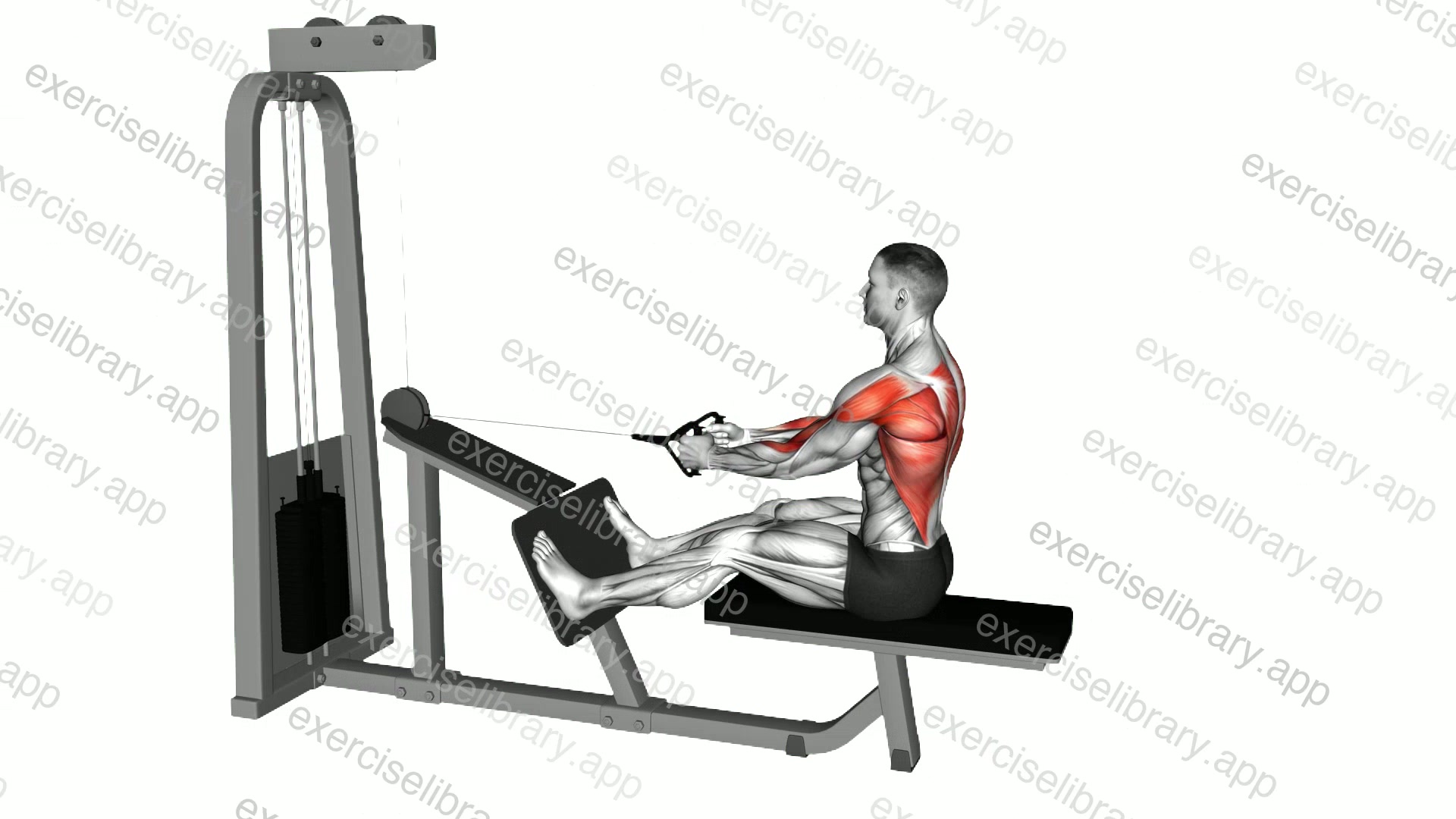 Cable Seated Lats Focused Row demonstration