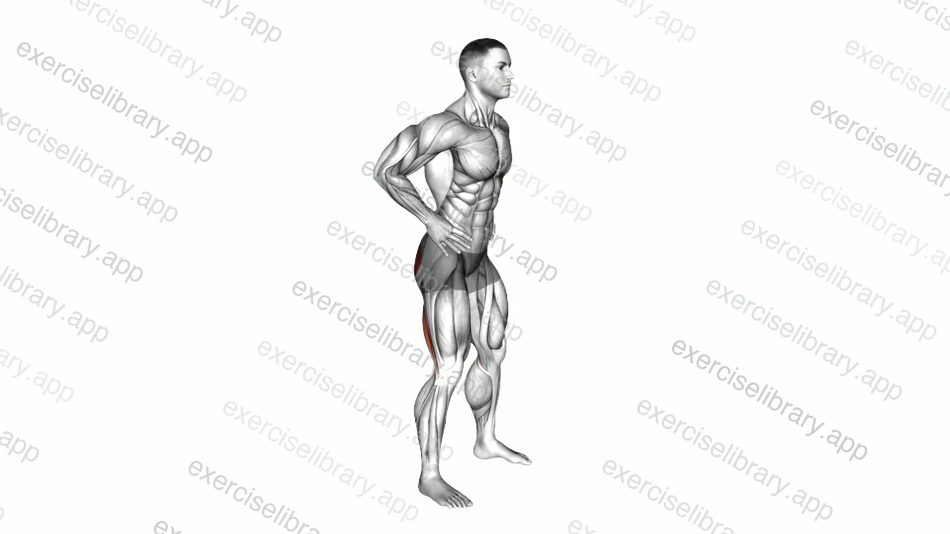 Bodyweight Good Morning demonstration