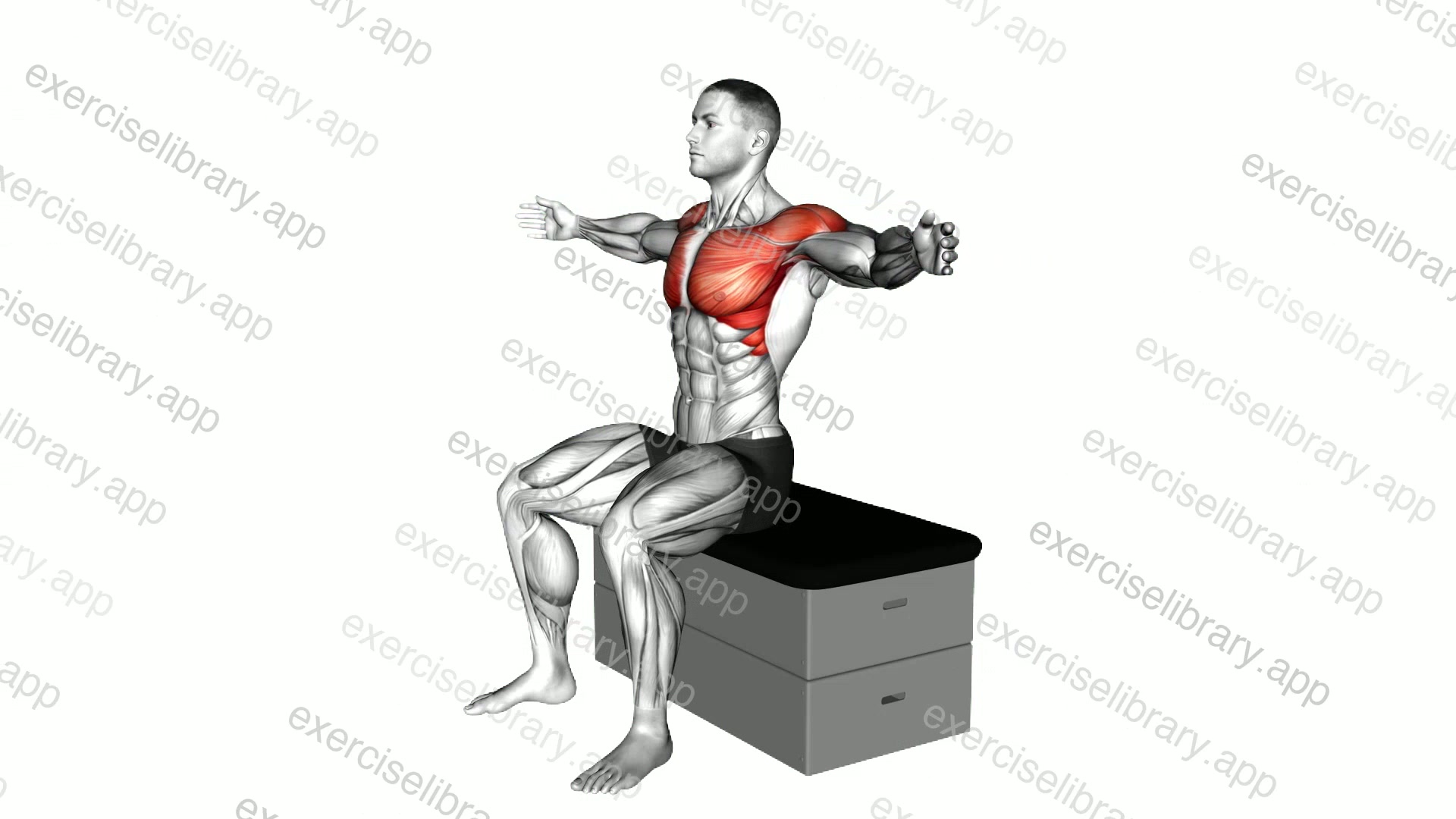 Sitting Fly on a padded stool demonstration