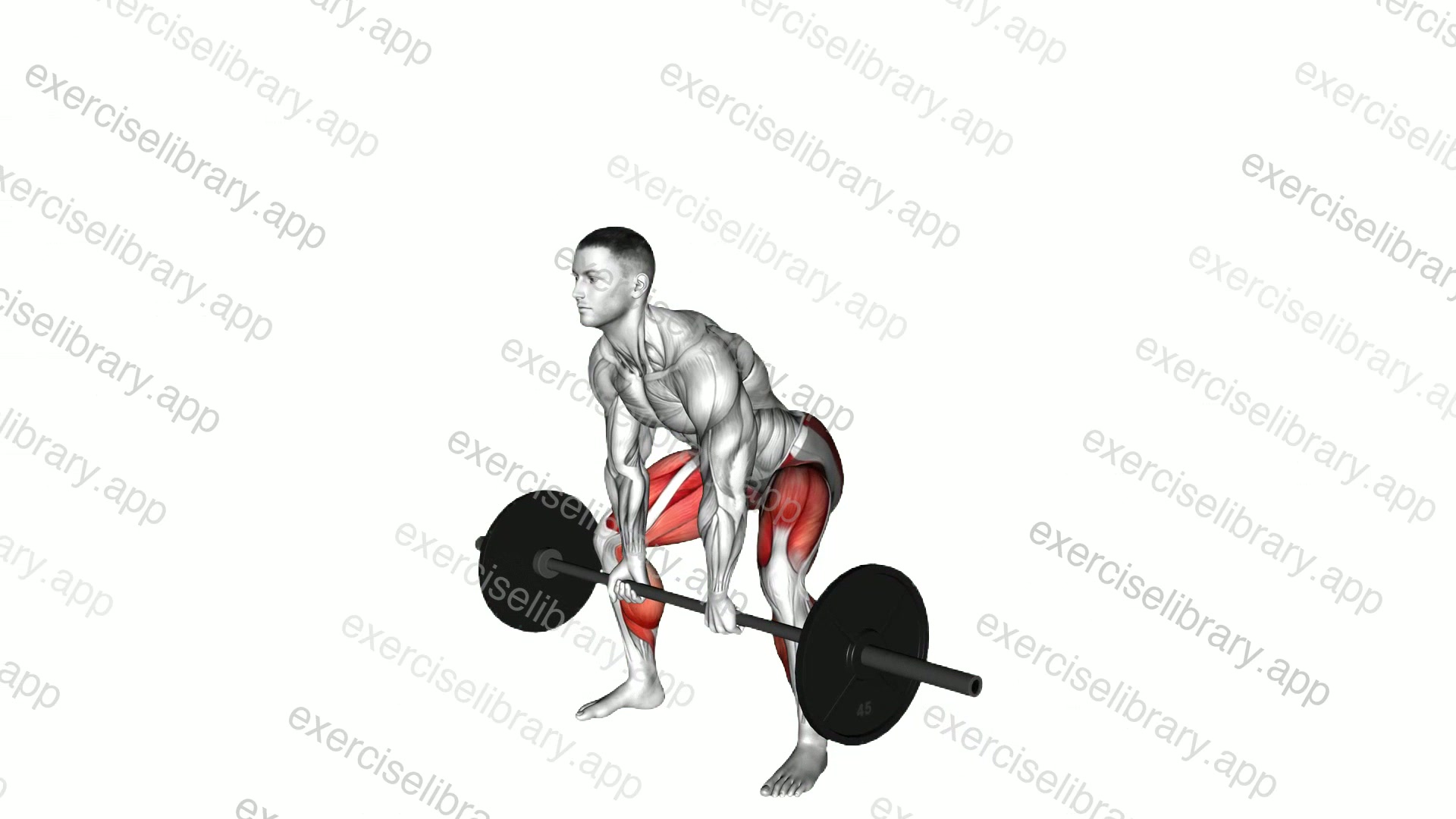 Barbell Paused Sumo Deadlift demonstration