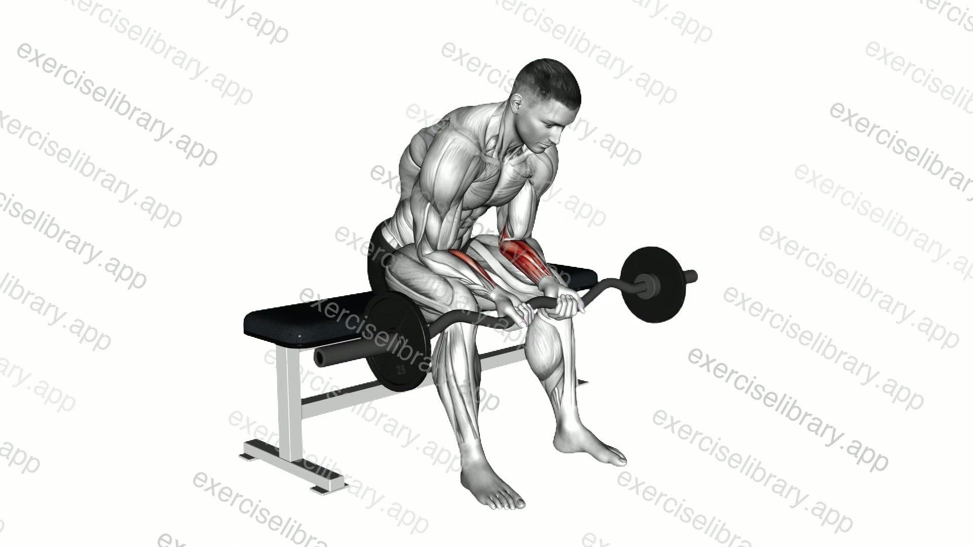 EZ Bar Seated Wrist Curl demonstration
