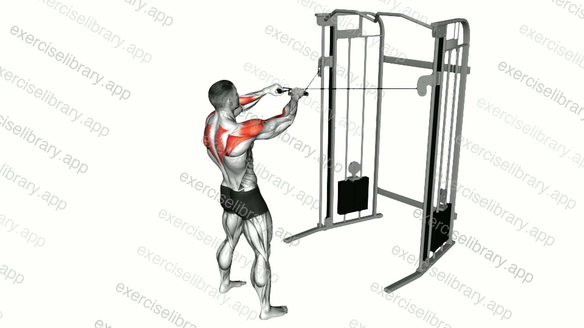 Cable Standing Face Pull demonstration