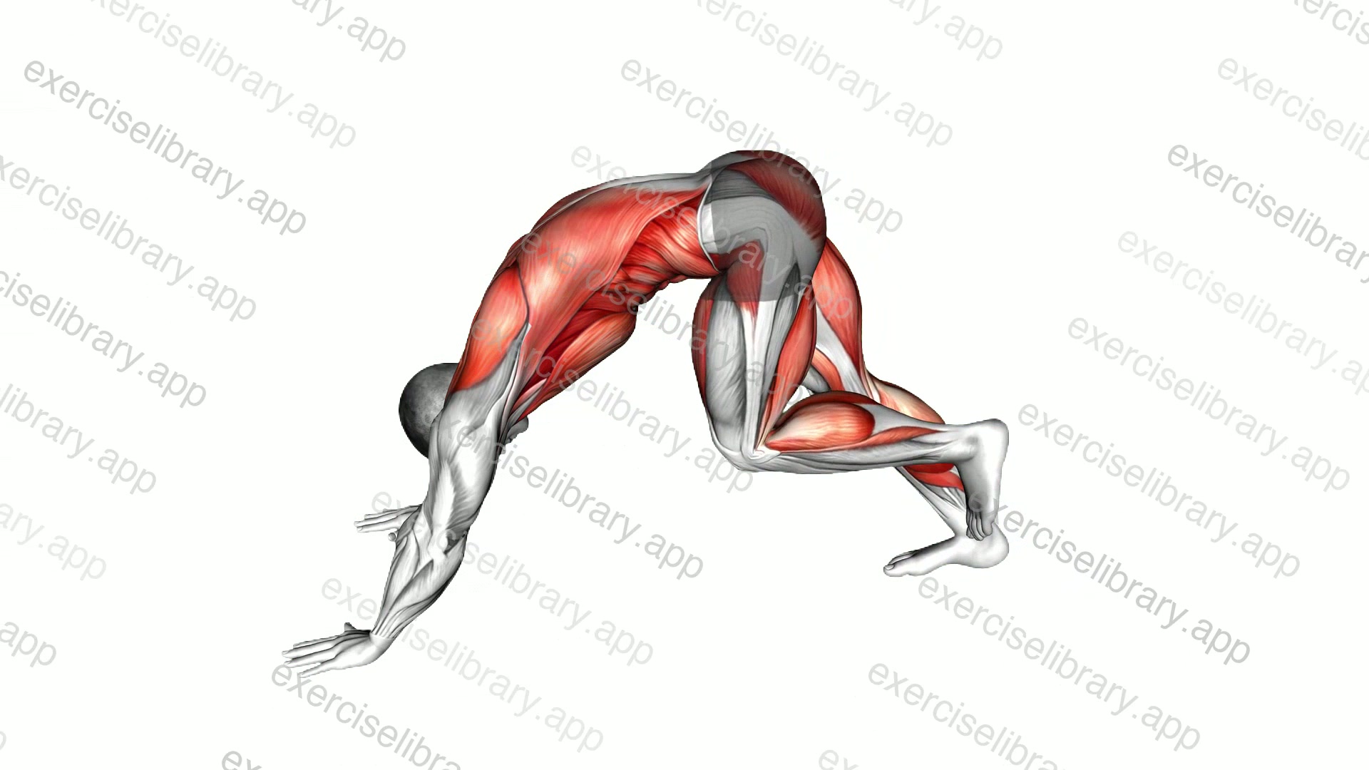 Downward Dog Sprint demonstration