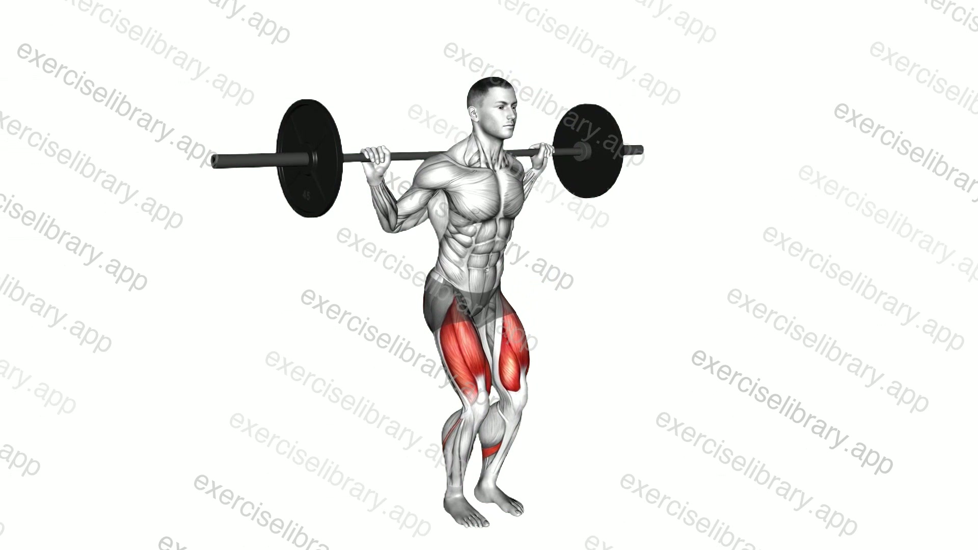 Barbell Narrow Stance Squat demonstration