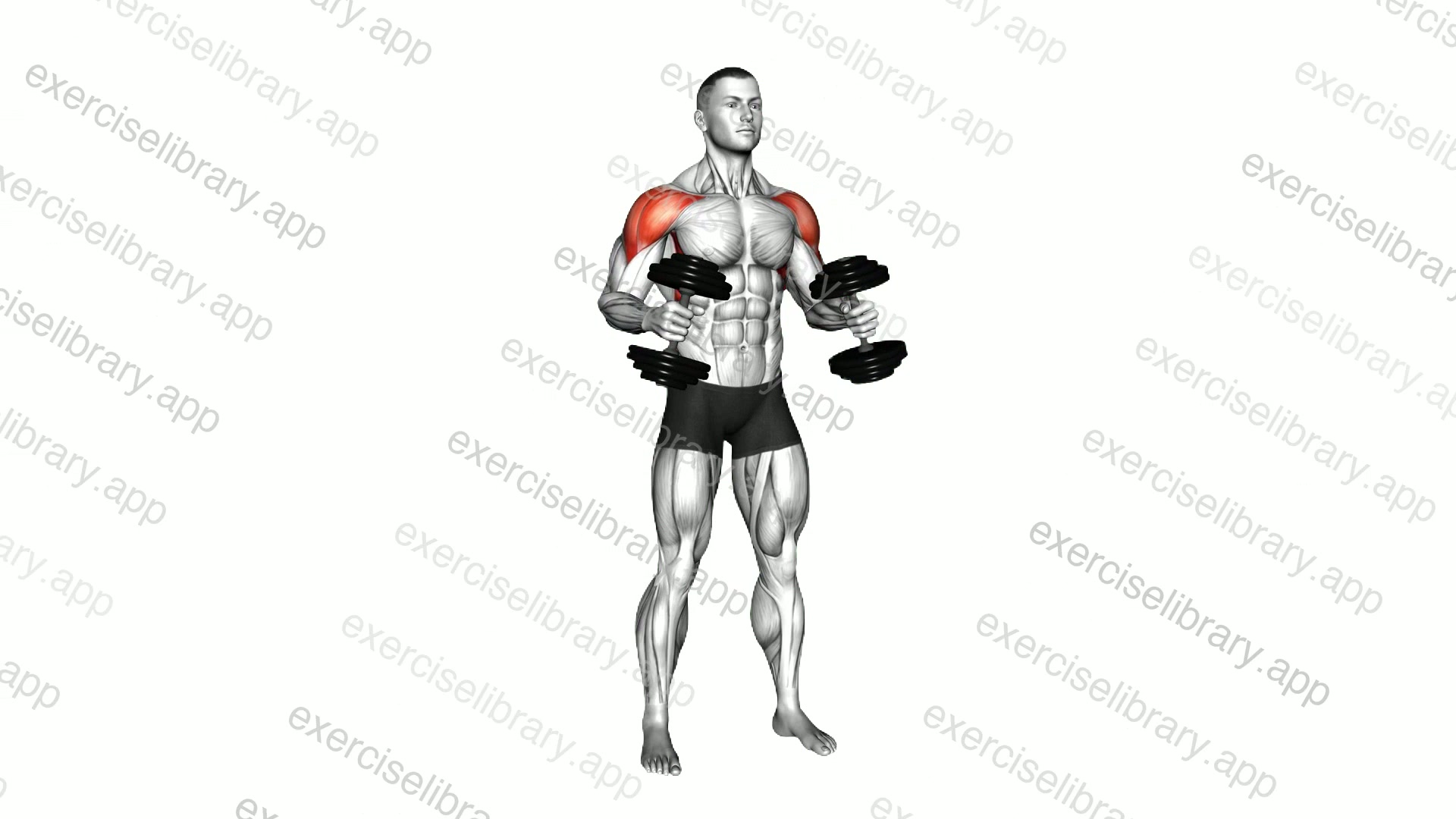 Dumbbell Bent Arm Lateral Raise demonstration