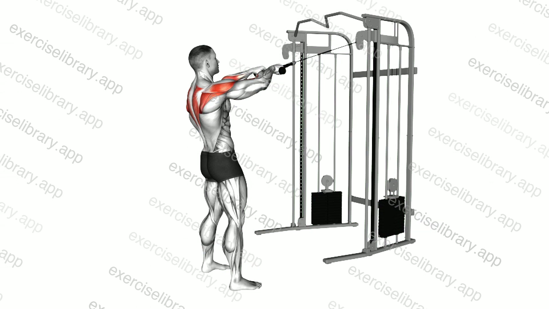 Cable Standing Face Pull demonstration