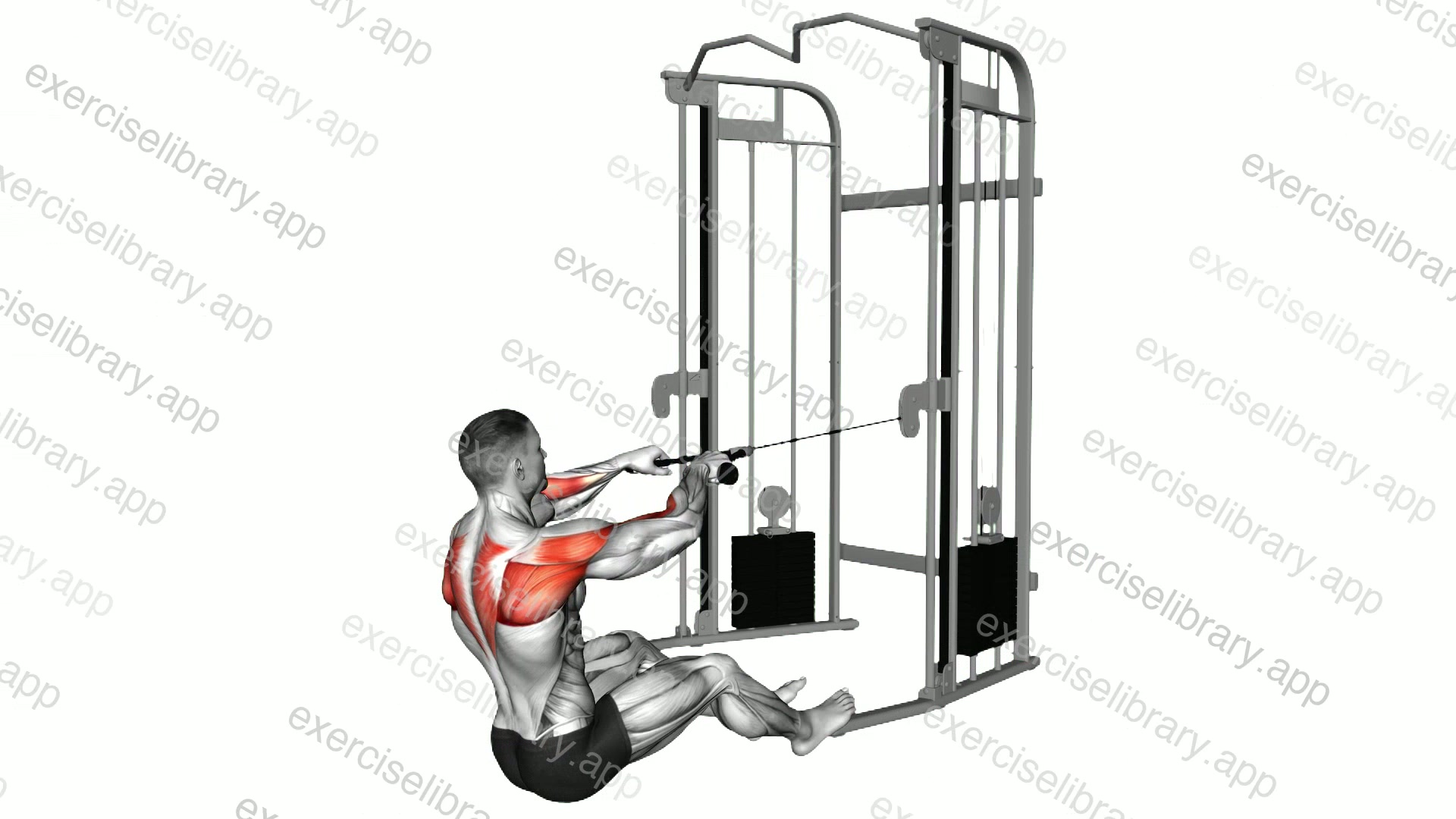 Cable Seated Face Pull demonstration
