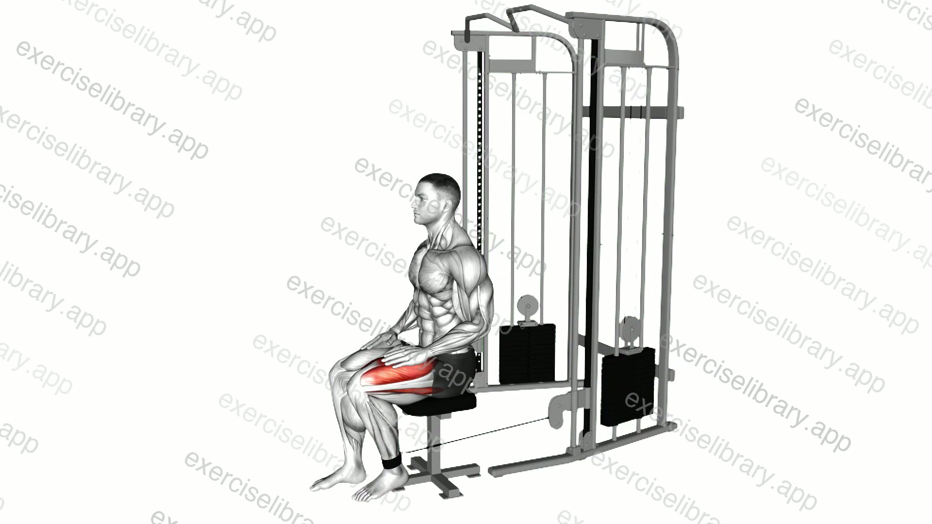 Cable Seated Leg Extension demonstration