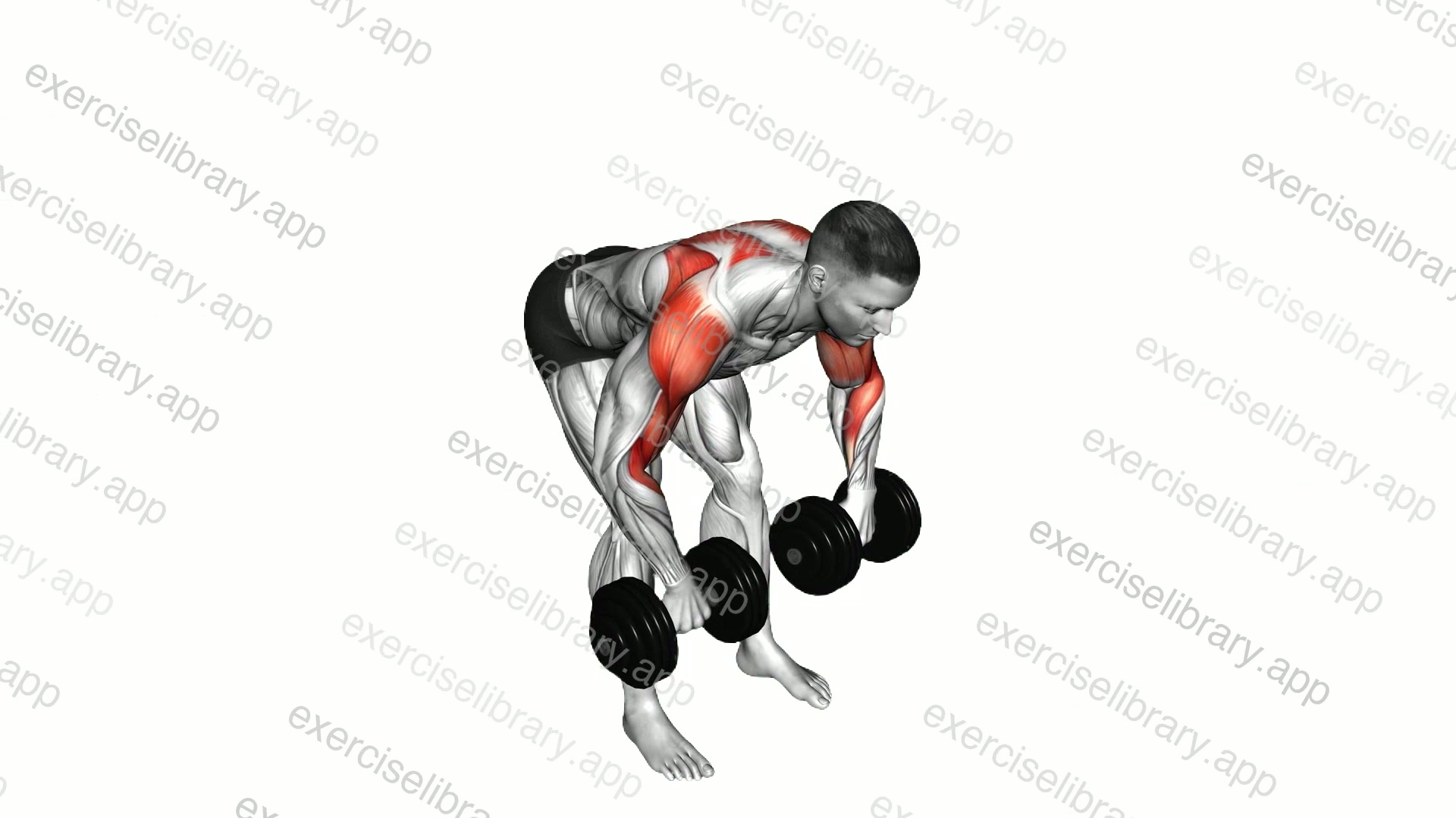 Dumbbell Bent Over Face Pull demonstration