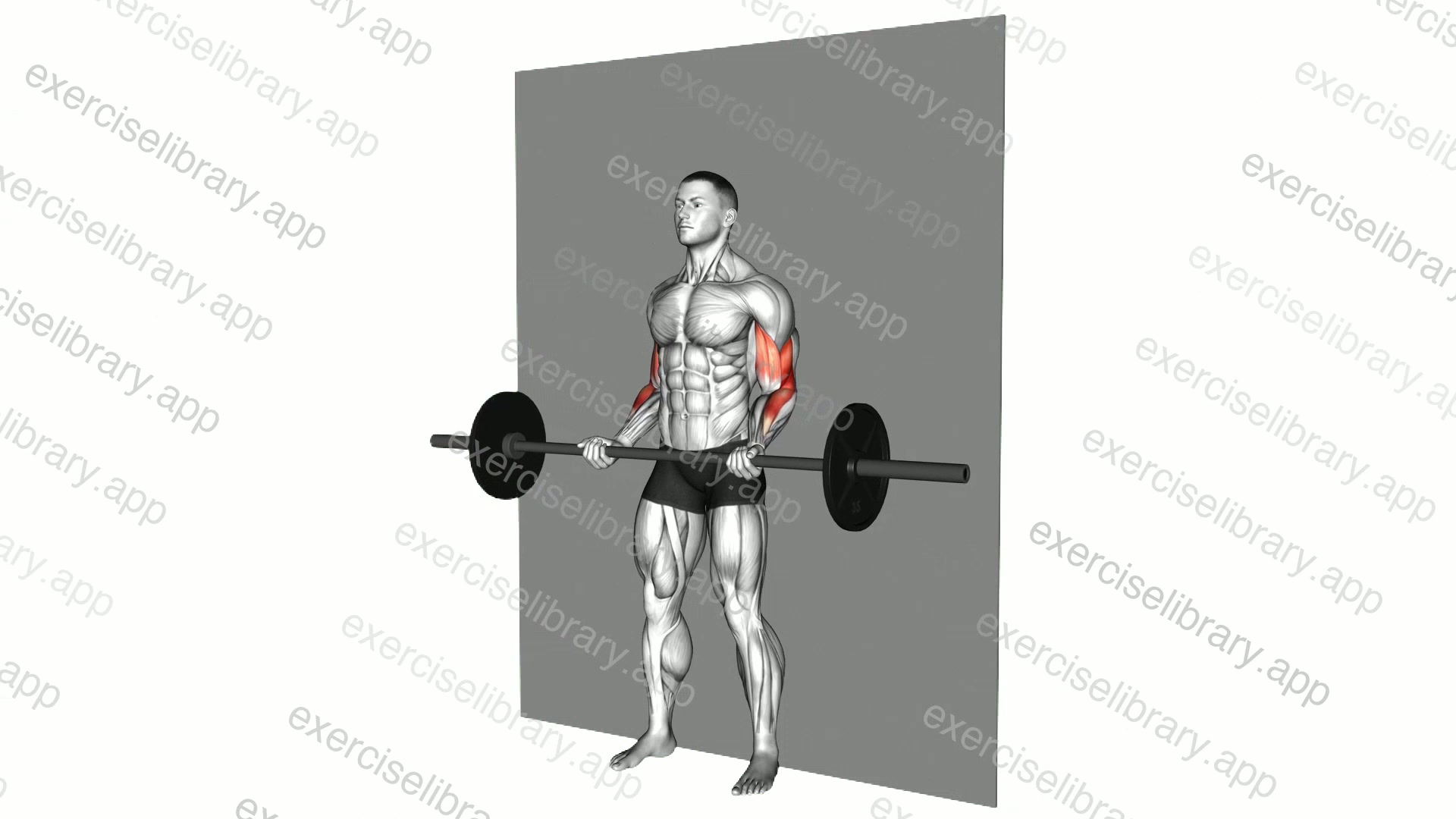 Barbell Srtict Curl demonstration